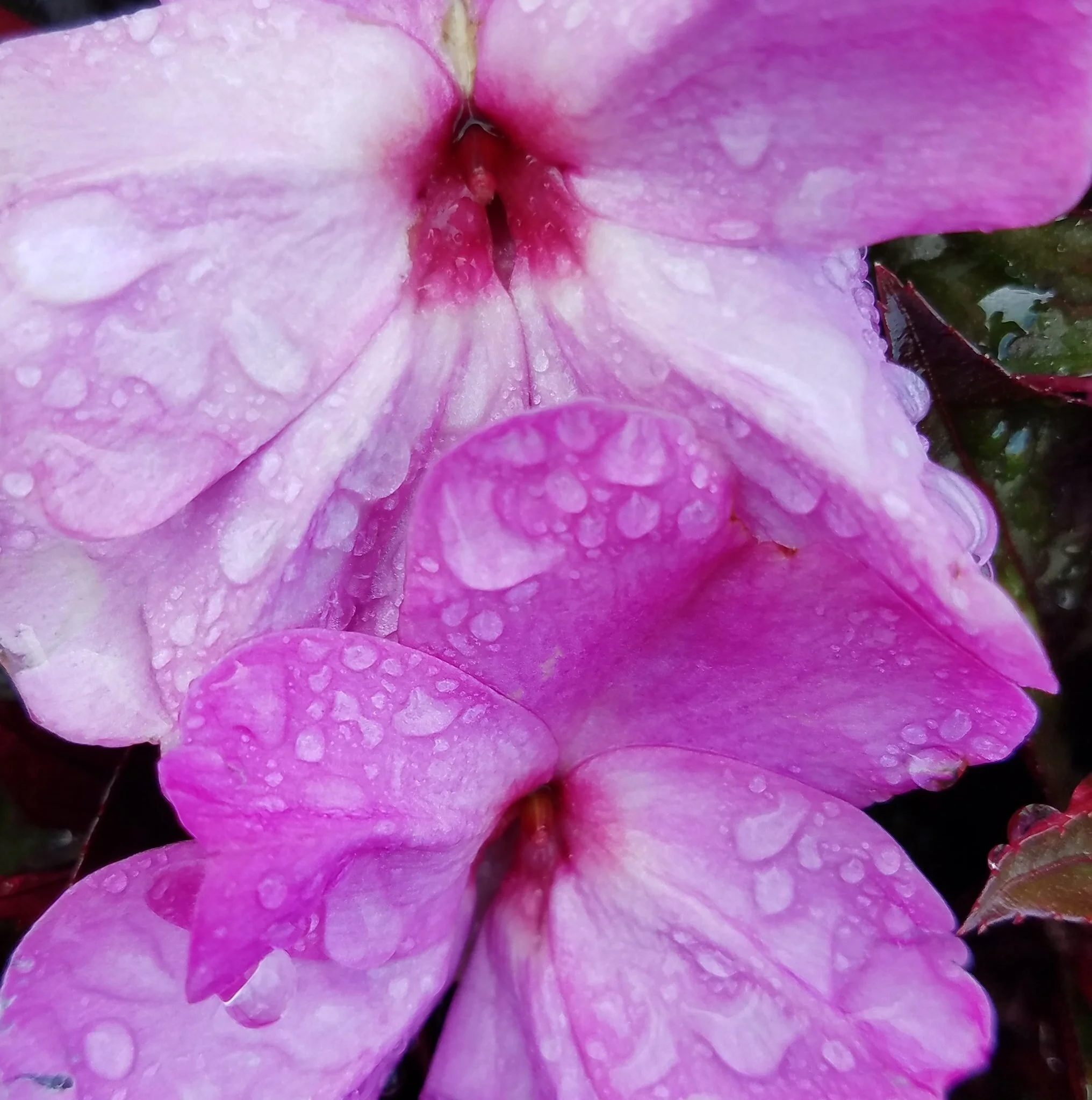 wet flowers.jpg