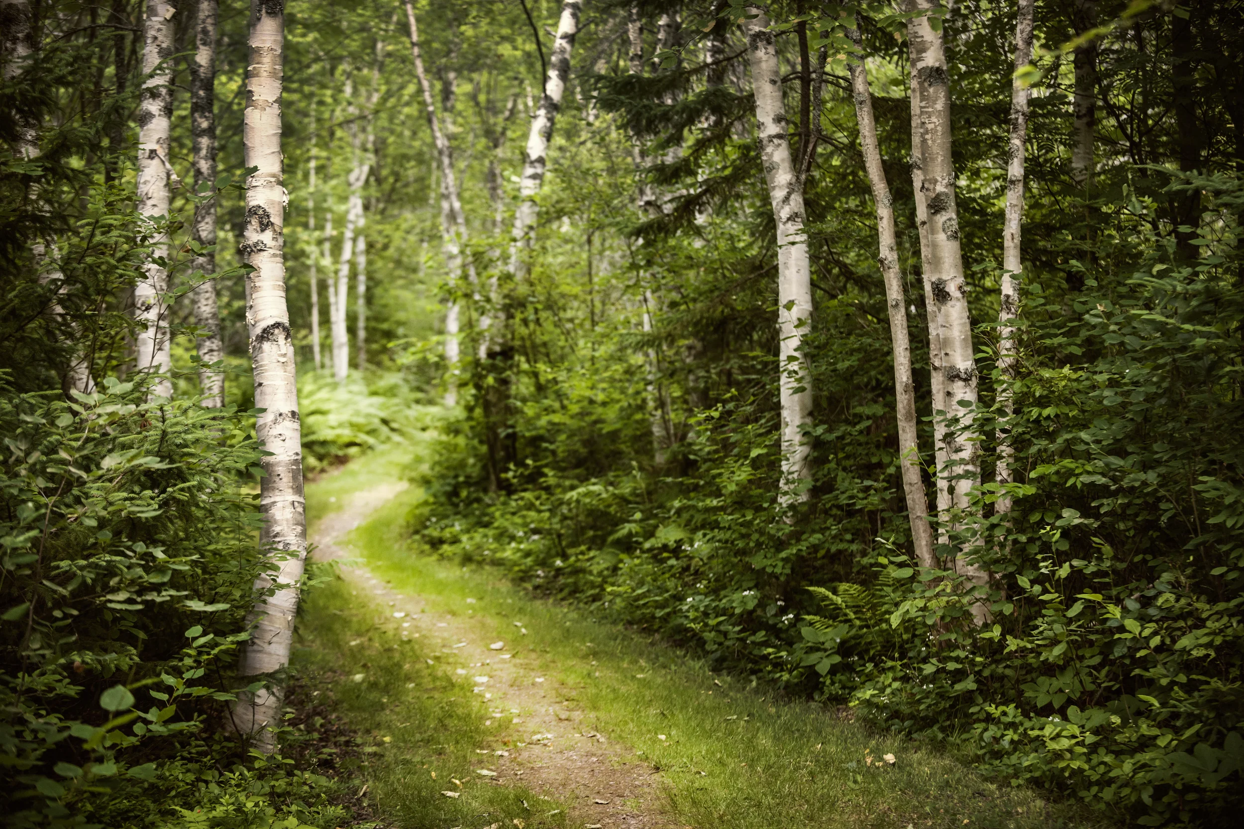 A Well-Worn Path