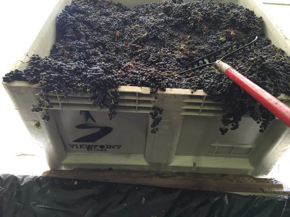 The 2016 harvest is on and it's awesome! This bin holds 400 pounds of grapes.