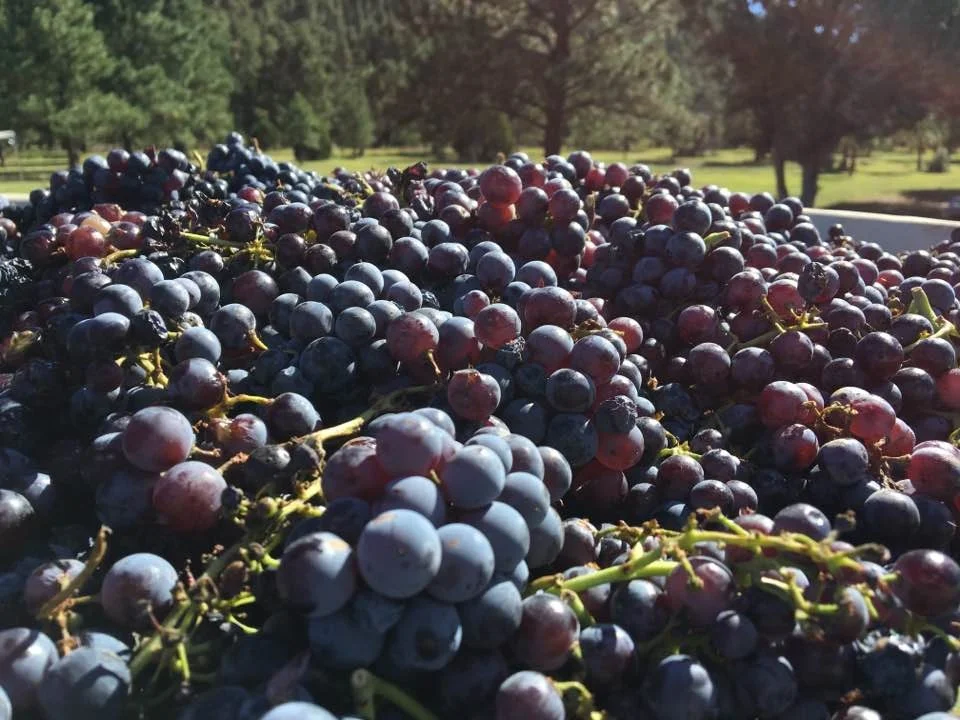 Beautiful zinfandel grapes awaiting stemming and pressing for the 2016 Sheehan Winery vintage.
