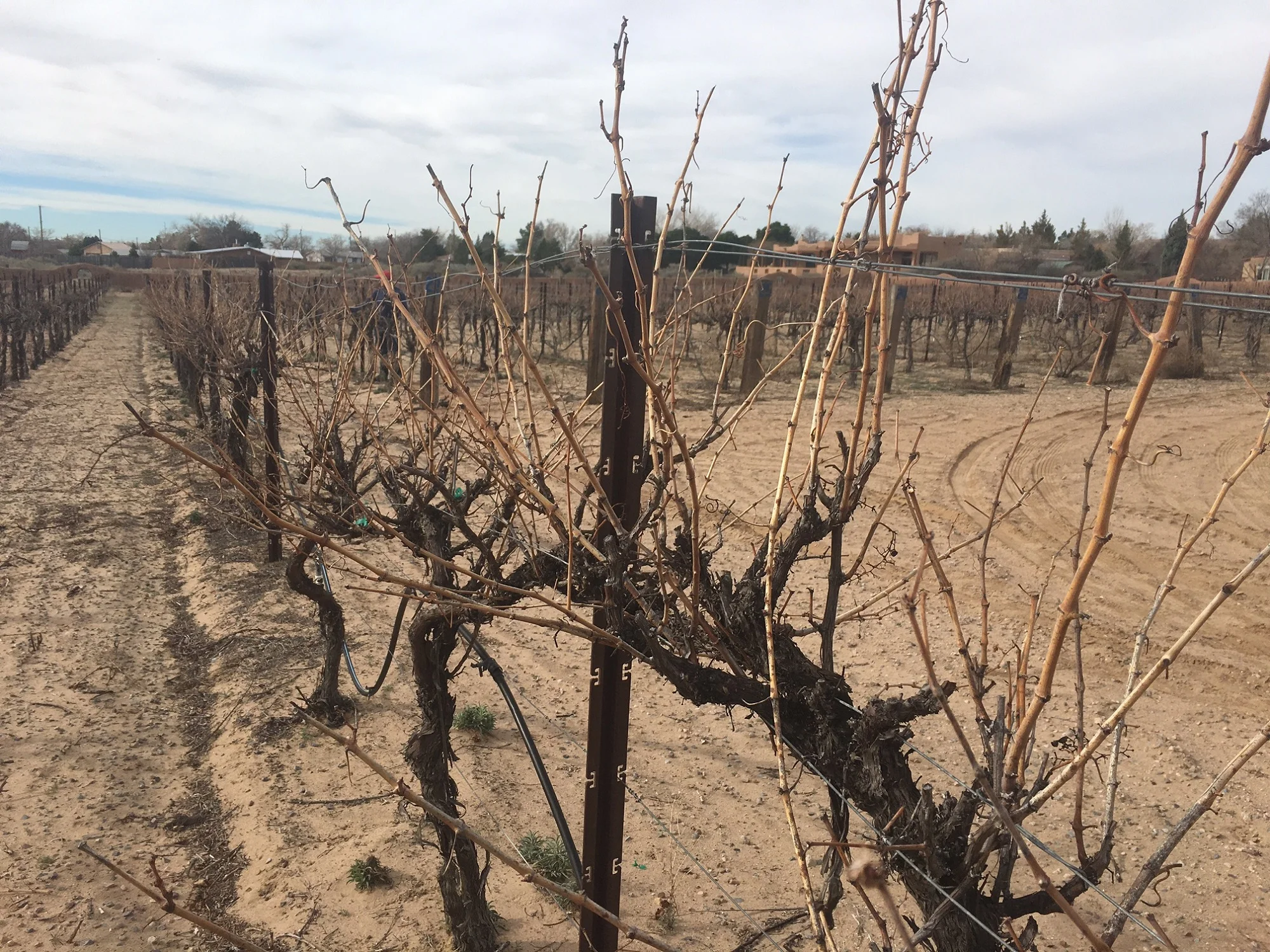 The vines are wild and have long unruly canes. The canes need to be pruned to control the growth for next springl