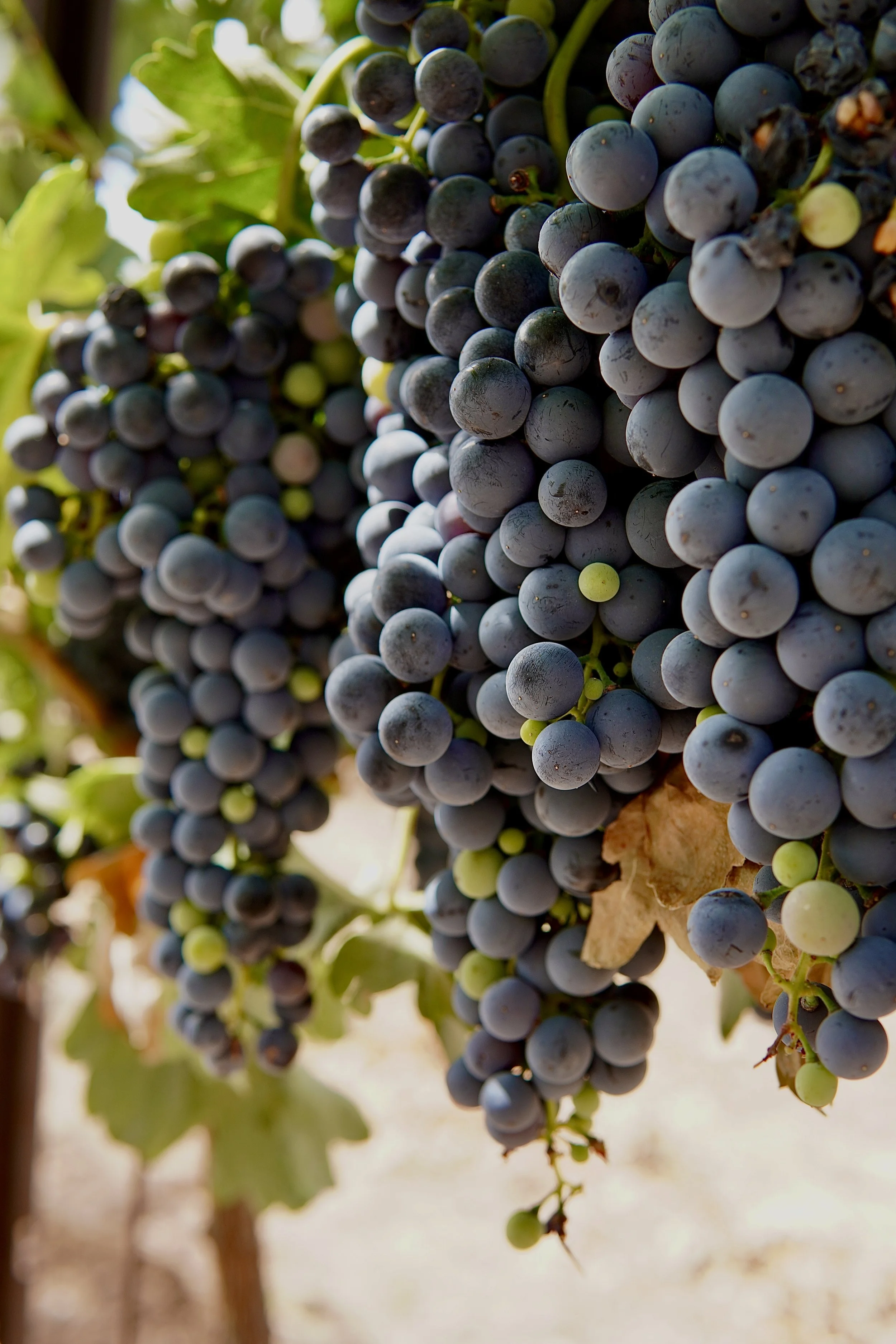 Somos Unidos Foundation Harvest Fundraiser