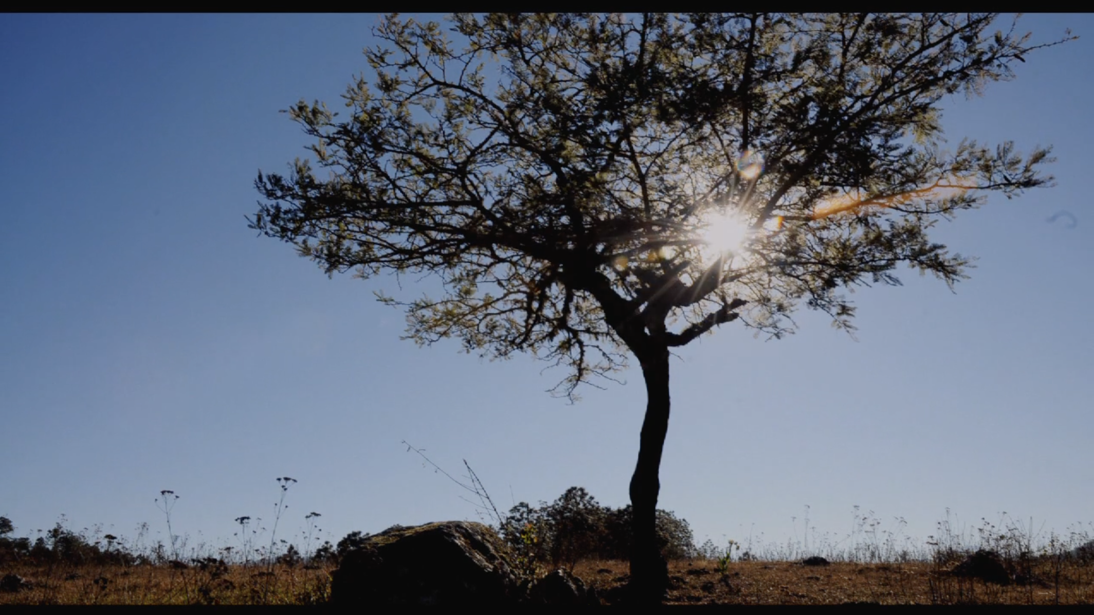 Yuban (Living Earth) Tierra Viva