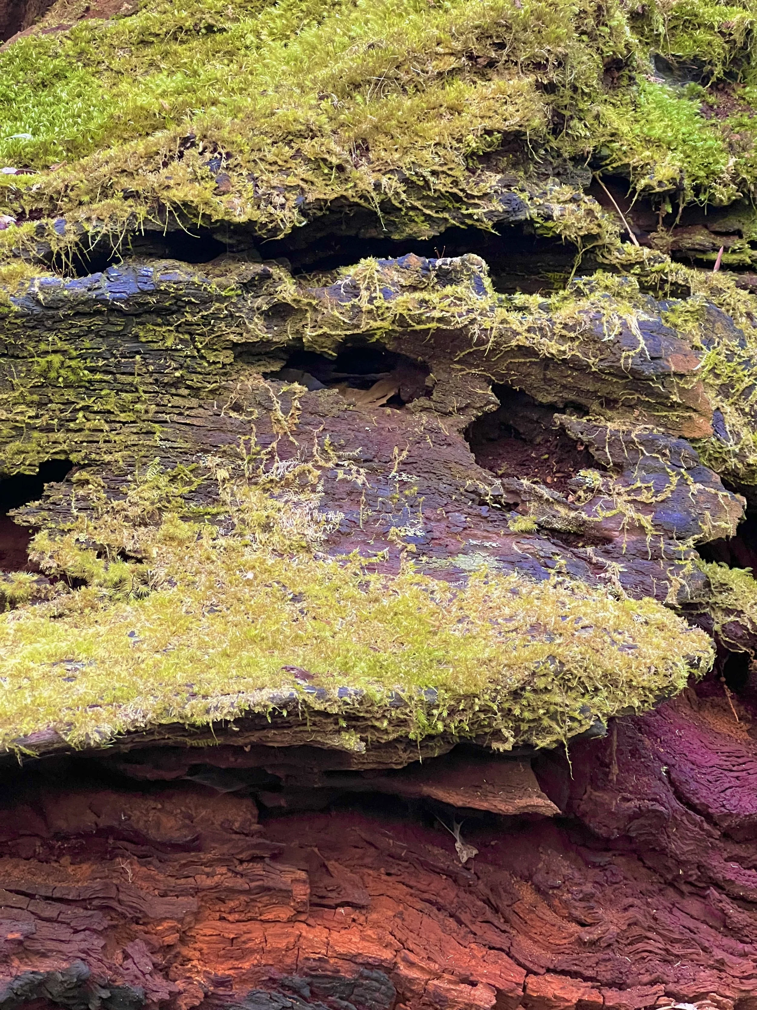 Washpool National Park
