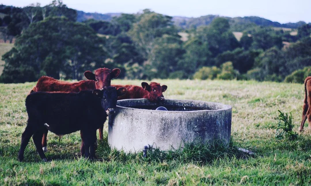 Marrook Farm .jpg