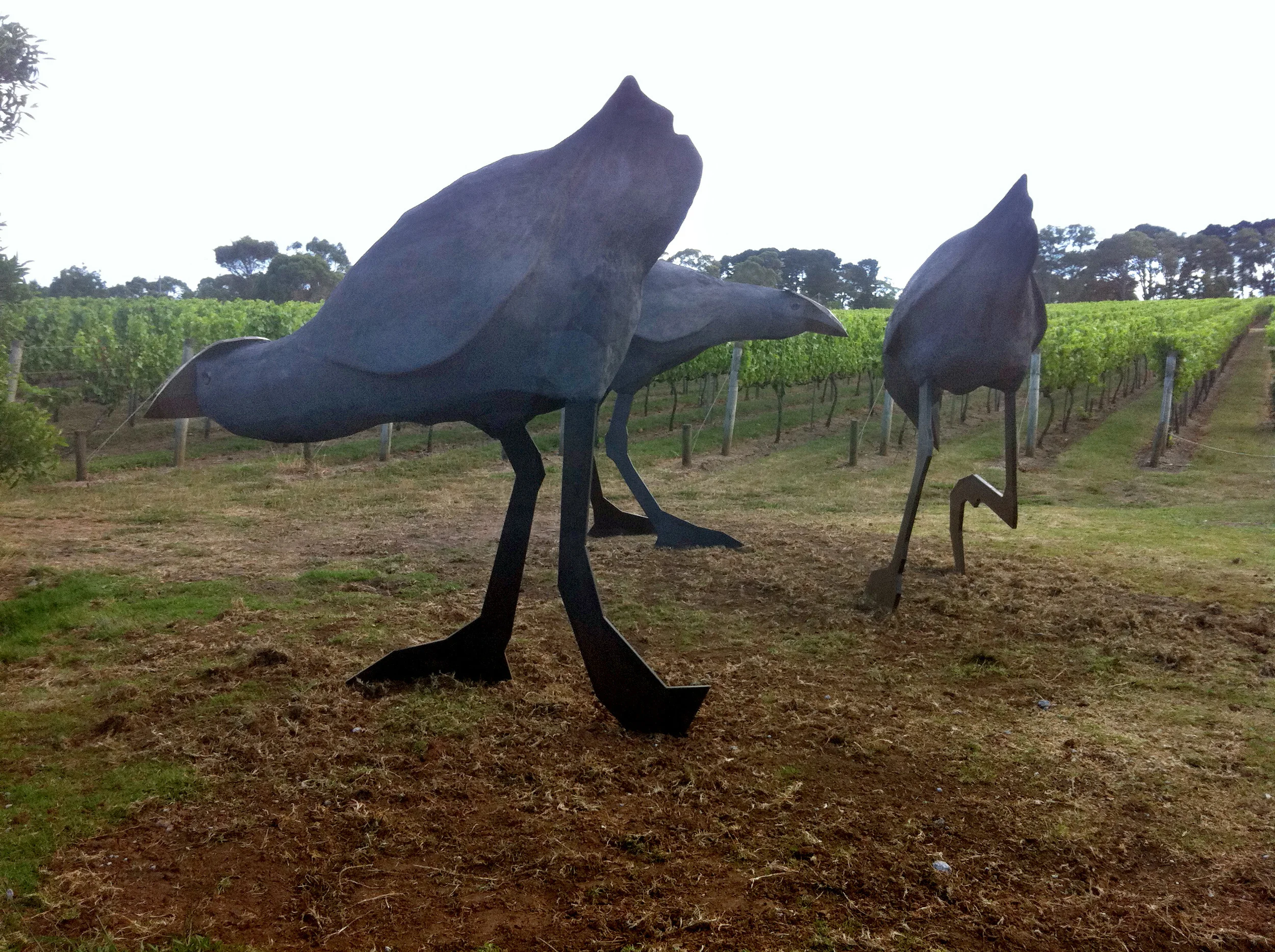 pukeko from lake.JPG