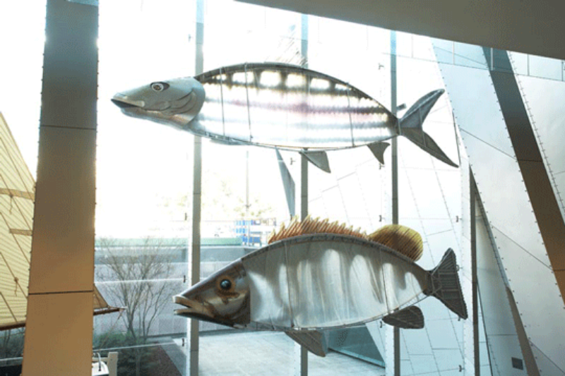M2006 FISH AT MUSEUM VICTORIA.gif