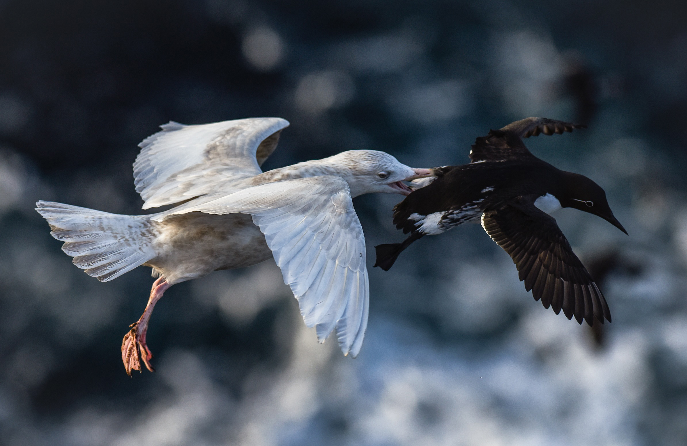 Glaucous Gull biting guillemot Hornøya april 2015 Amundsen Biotope.jpg