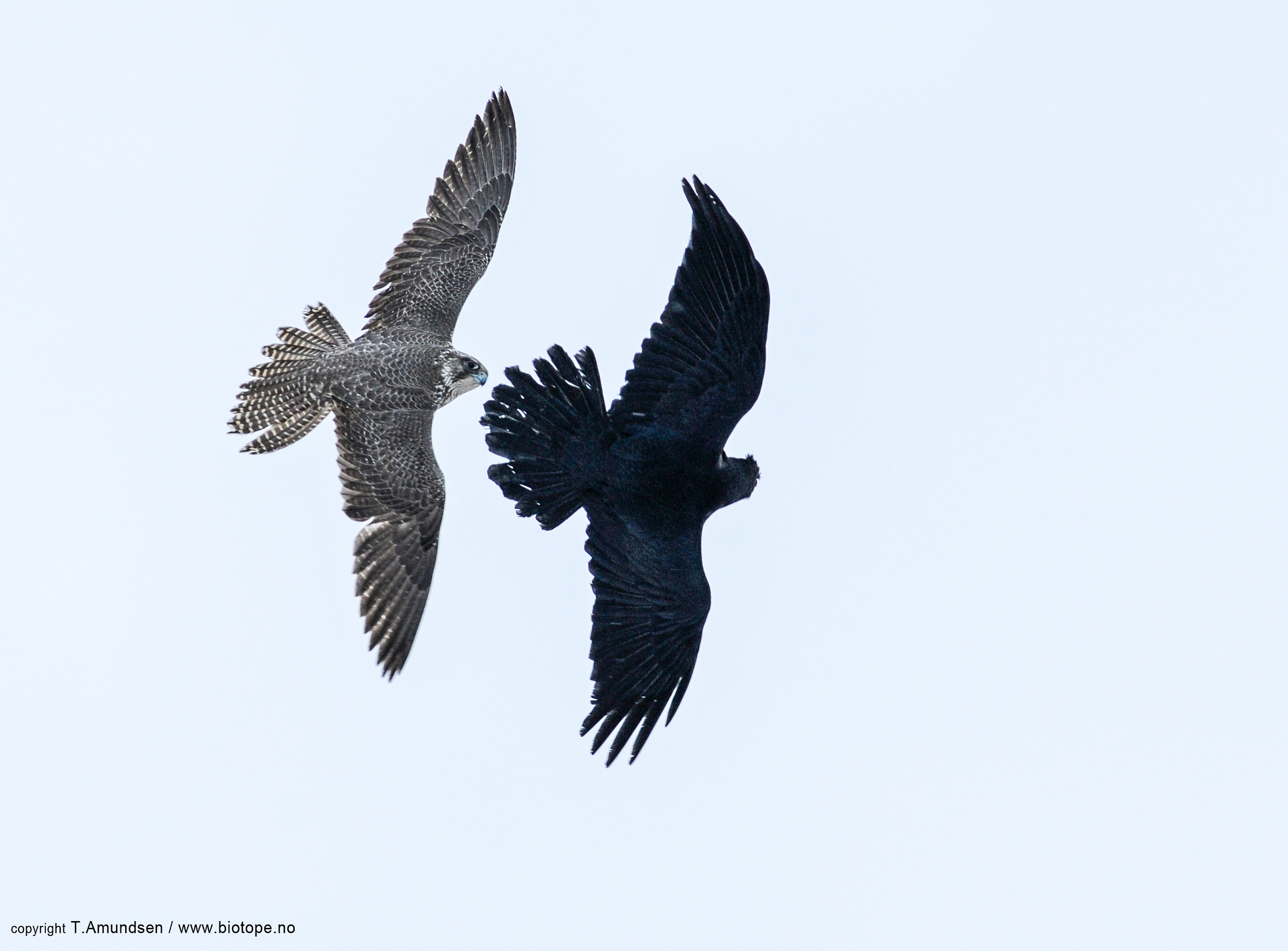 Gyrfalcon vs Raven 6 Hornoya march 2012 Amundsen Biotope.jpg