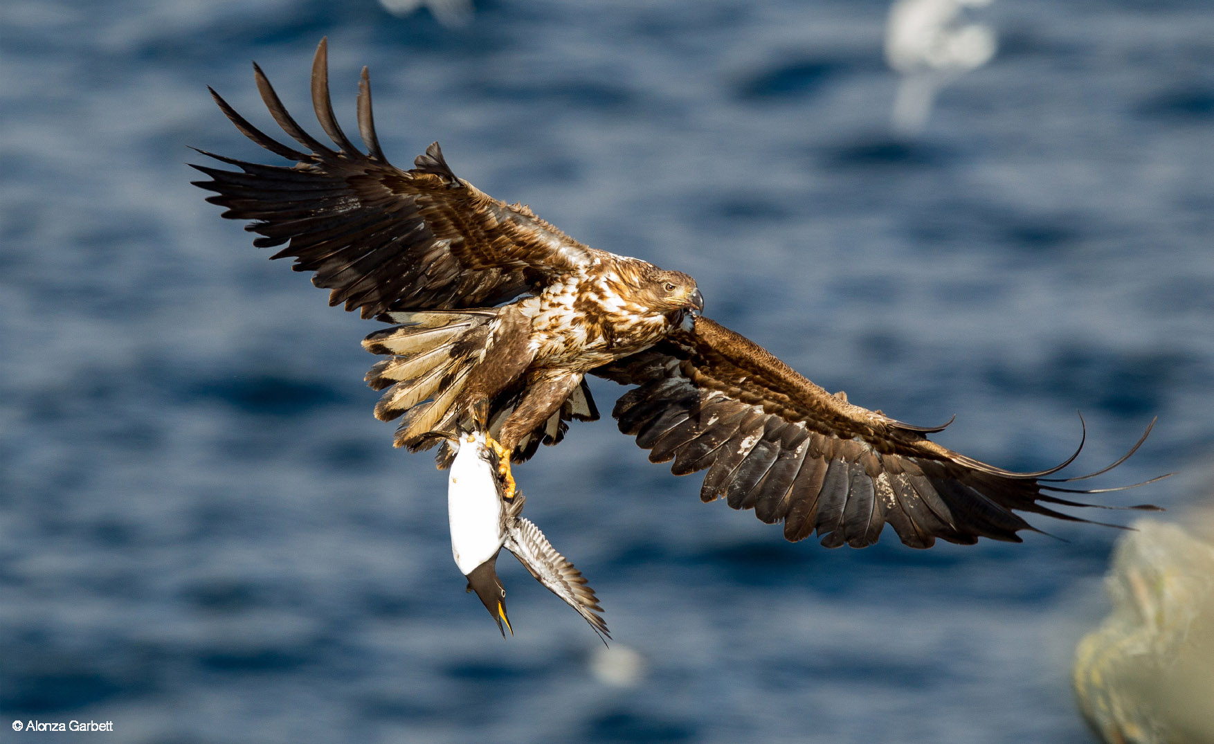 the hunt eagle.jpg
