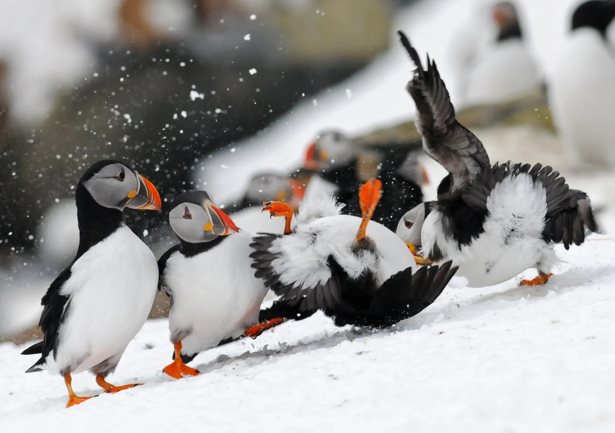puffins fight3 hornoya mrch2011 u sign T Amundsen Biotope.jpg