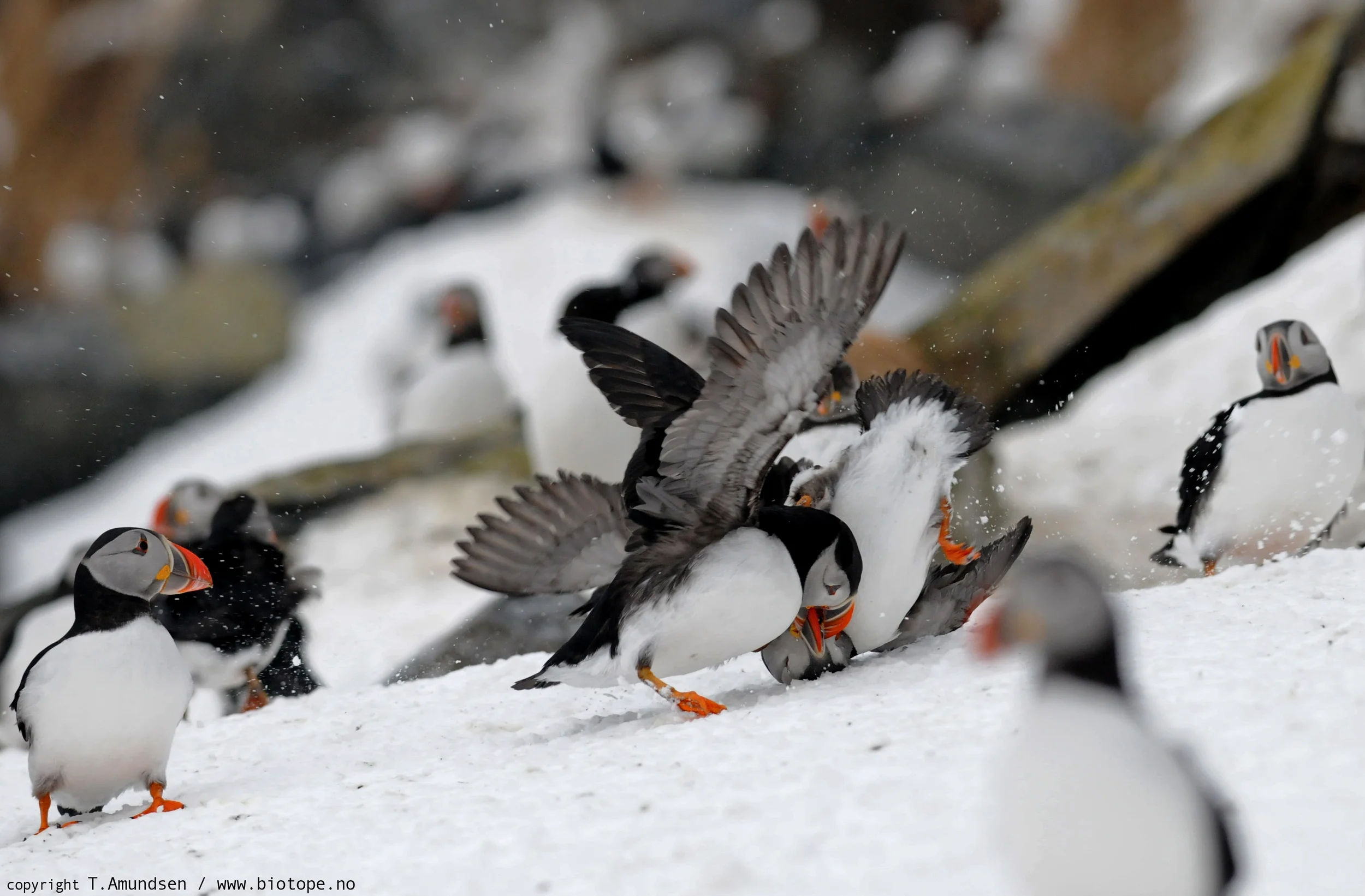 Puffins fight club Hornoya mapr2011 Amundsen Biotope.jpg
