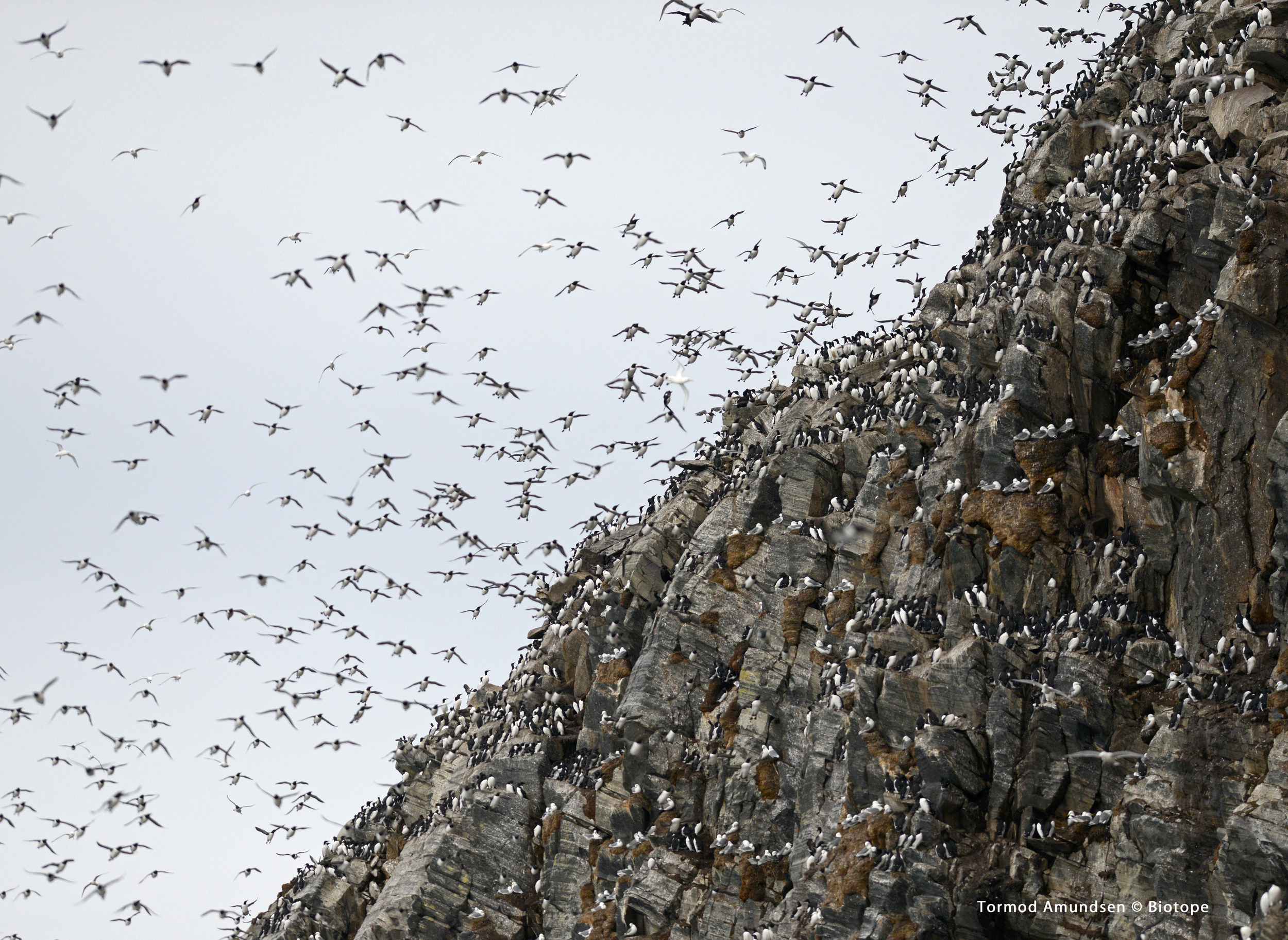 Hornøya incoming guillemots bird cliff march 2014 med res sign Amundsen Biotope.jpg