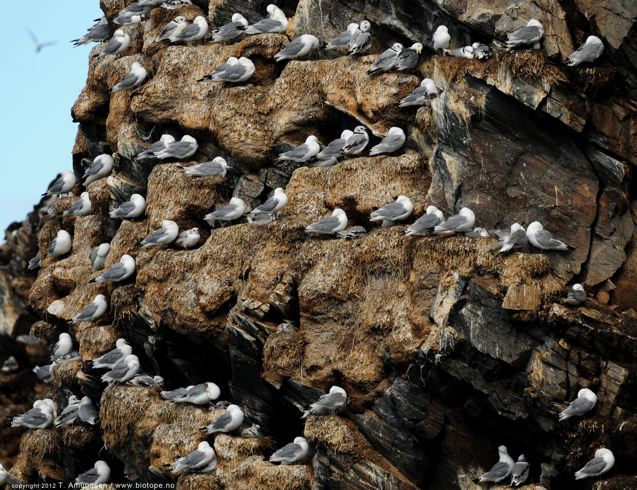 Kittiwake colony Hornoya bird cliff Med Res july 2012 Biotope.jpg