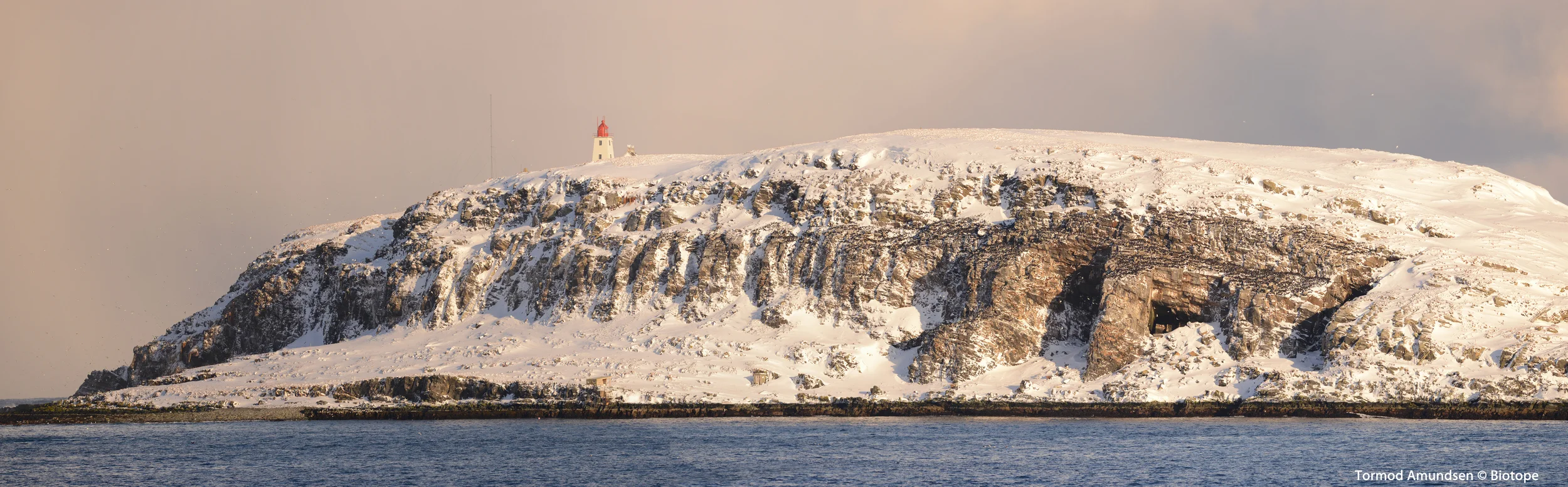 Hornøya panorama from Hasselnes d800&300mm March 2013 med res sign Amundsen © Biotope.jpg