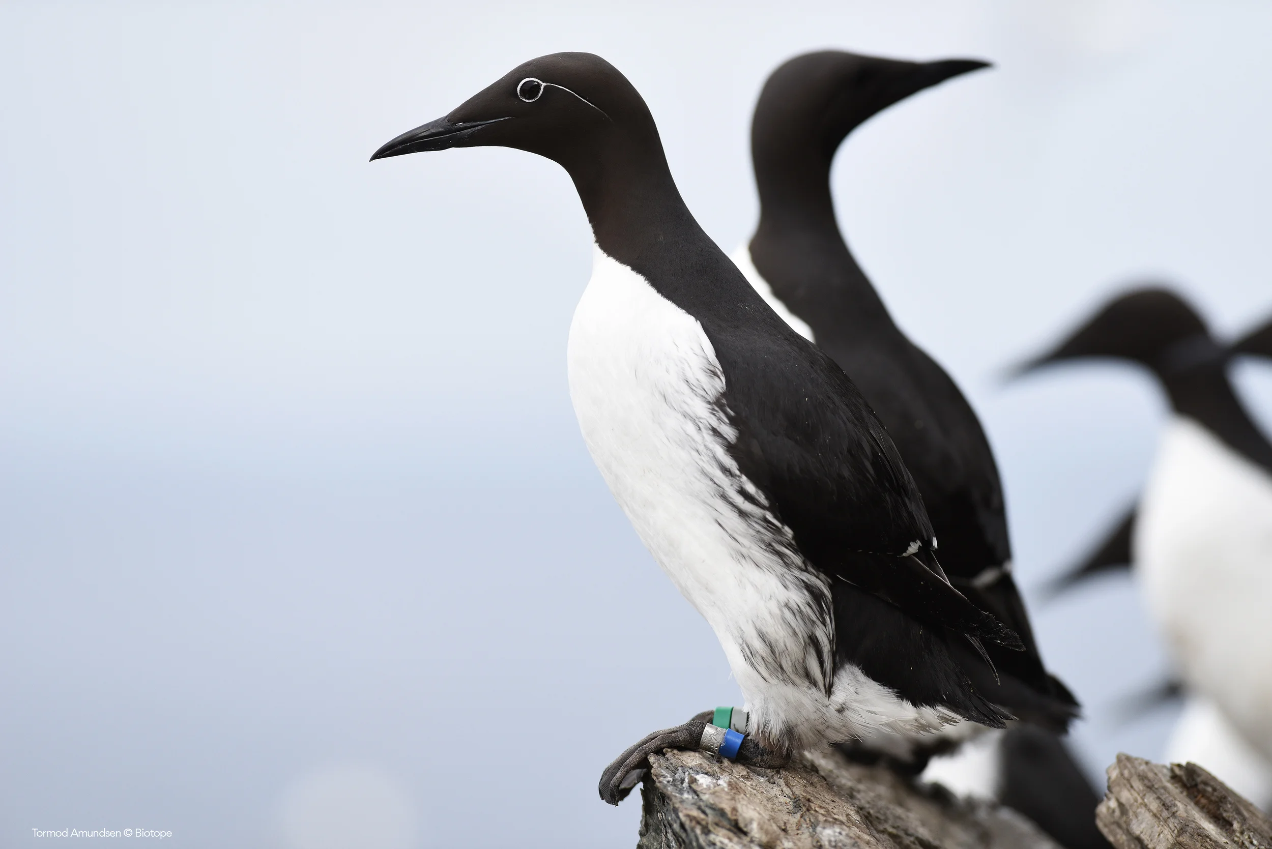 A Common Guillemot with colour rings