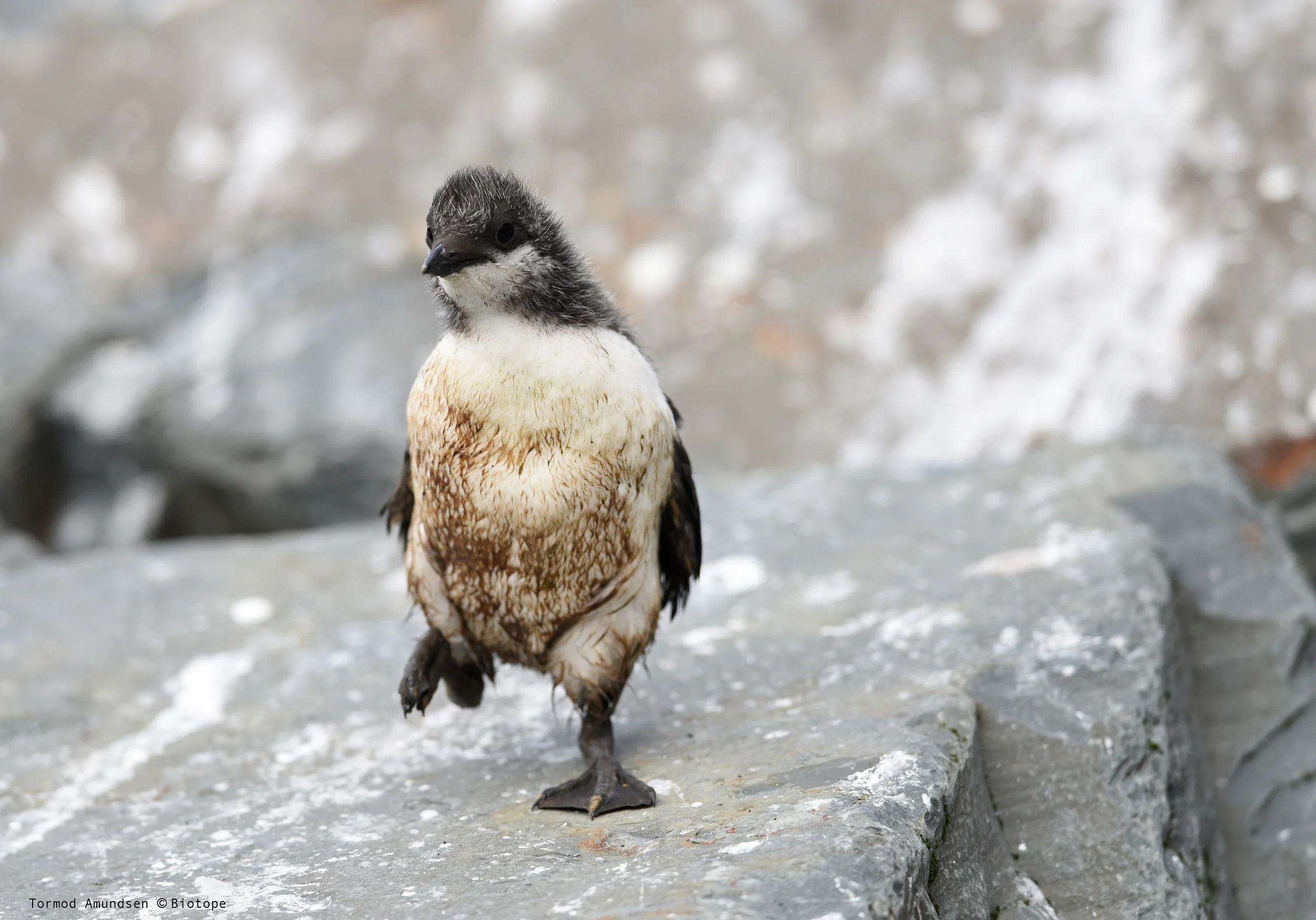 Guillemot chick running Hornøya july 2015 med res Amundsen © Biotope.jpg