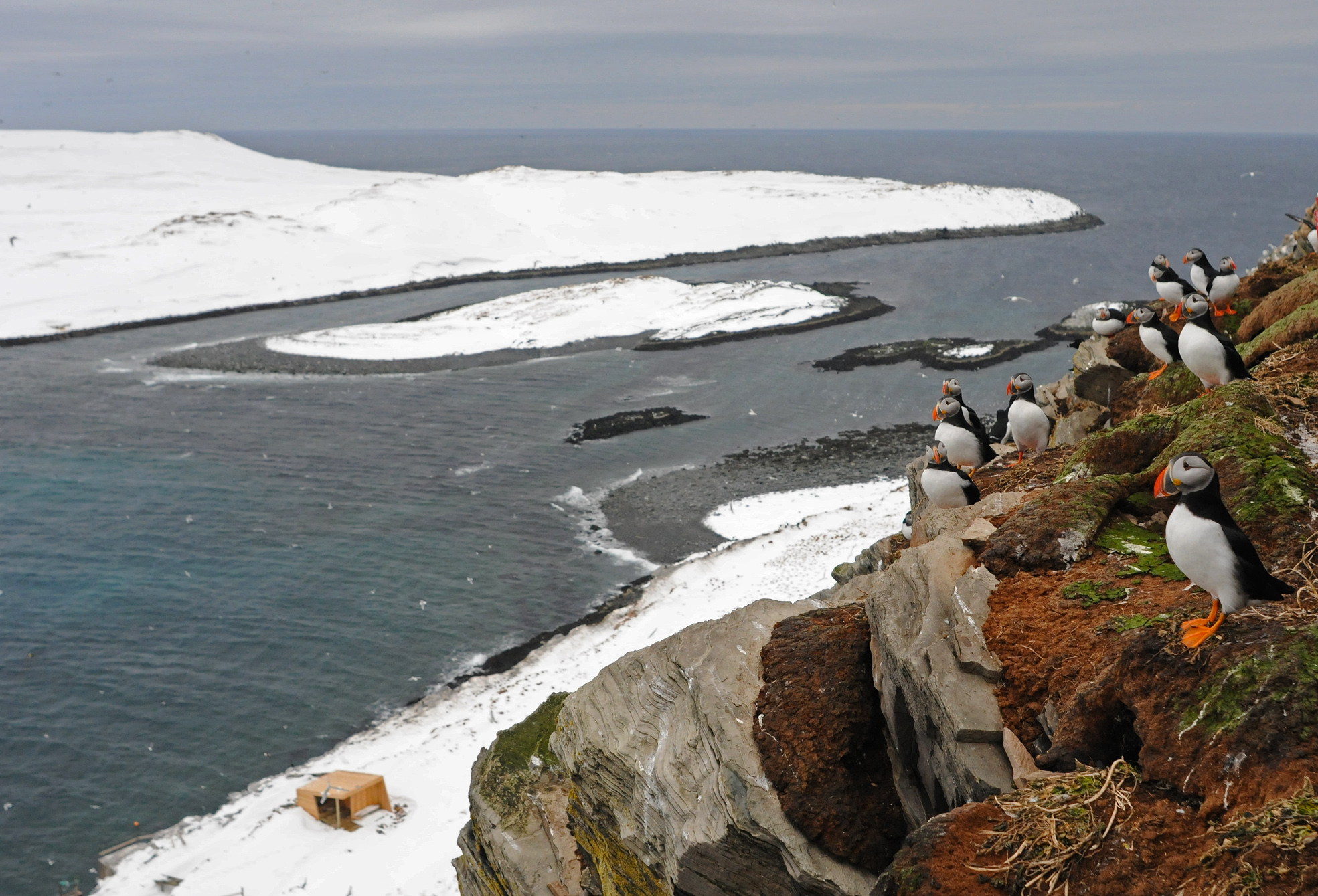 Hornøya fuglefjell m skjul v landgang TAmundsen Biotope.jpg