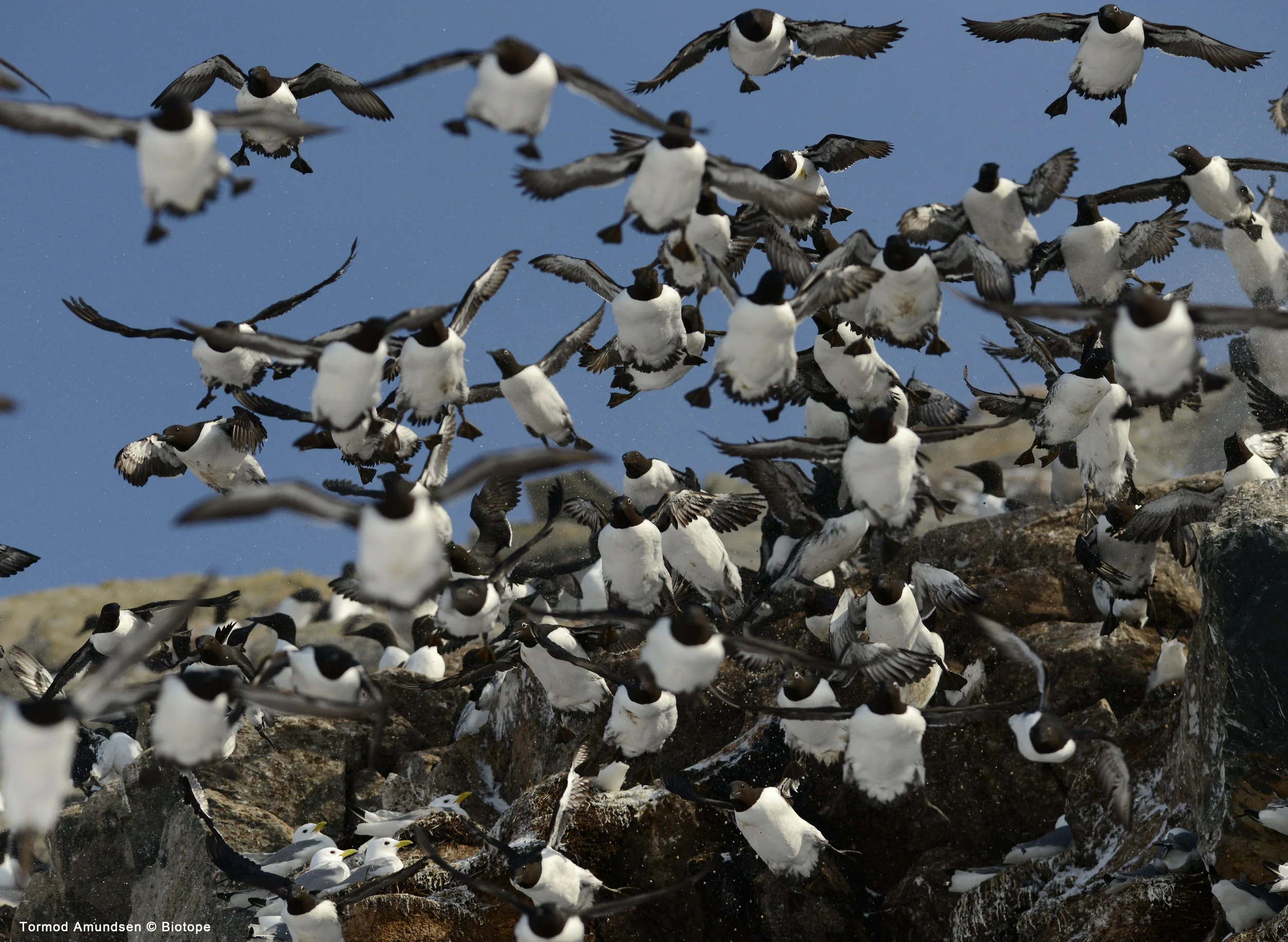 Guillemot avalanche Hornøya bird cliff March 2014 Amundsen Biotope.jpg