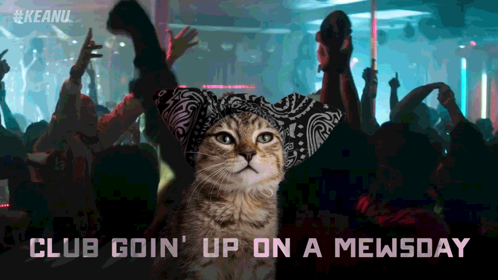 Cat Raving Rave Cat Gif