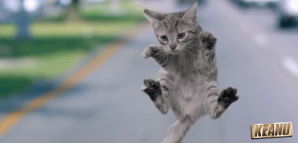 keanu_flyingCat01_v01.gif