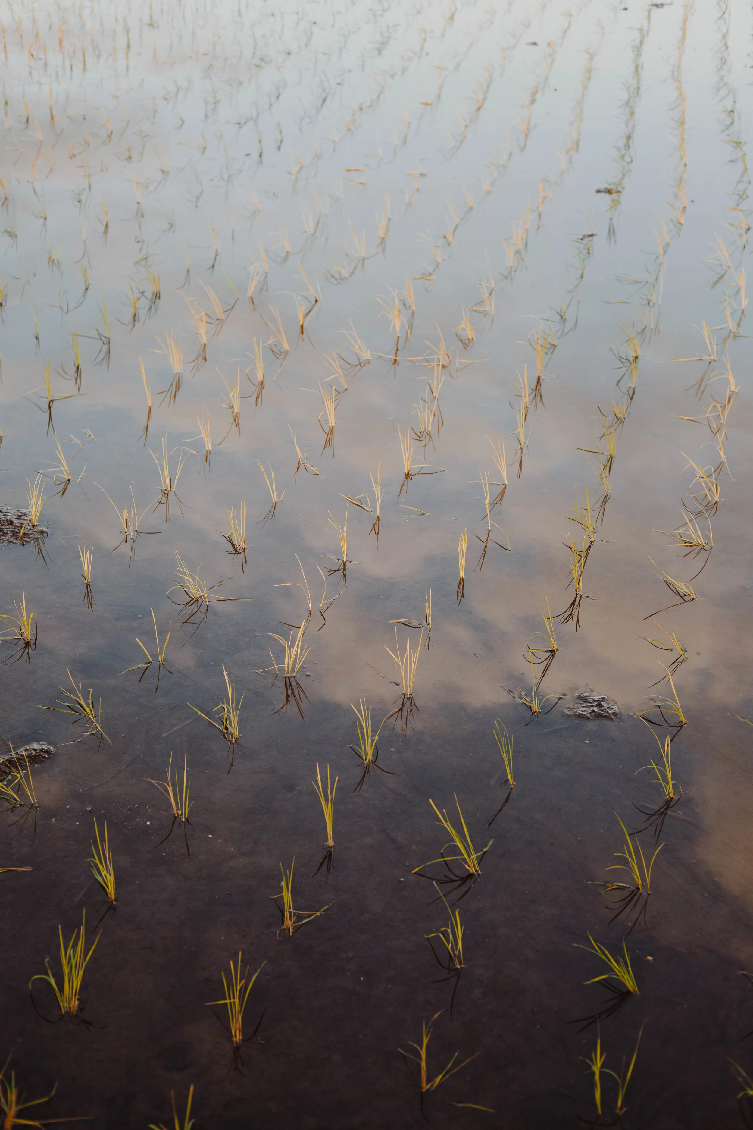 rice-1.jpg