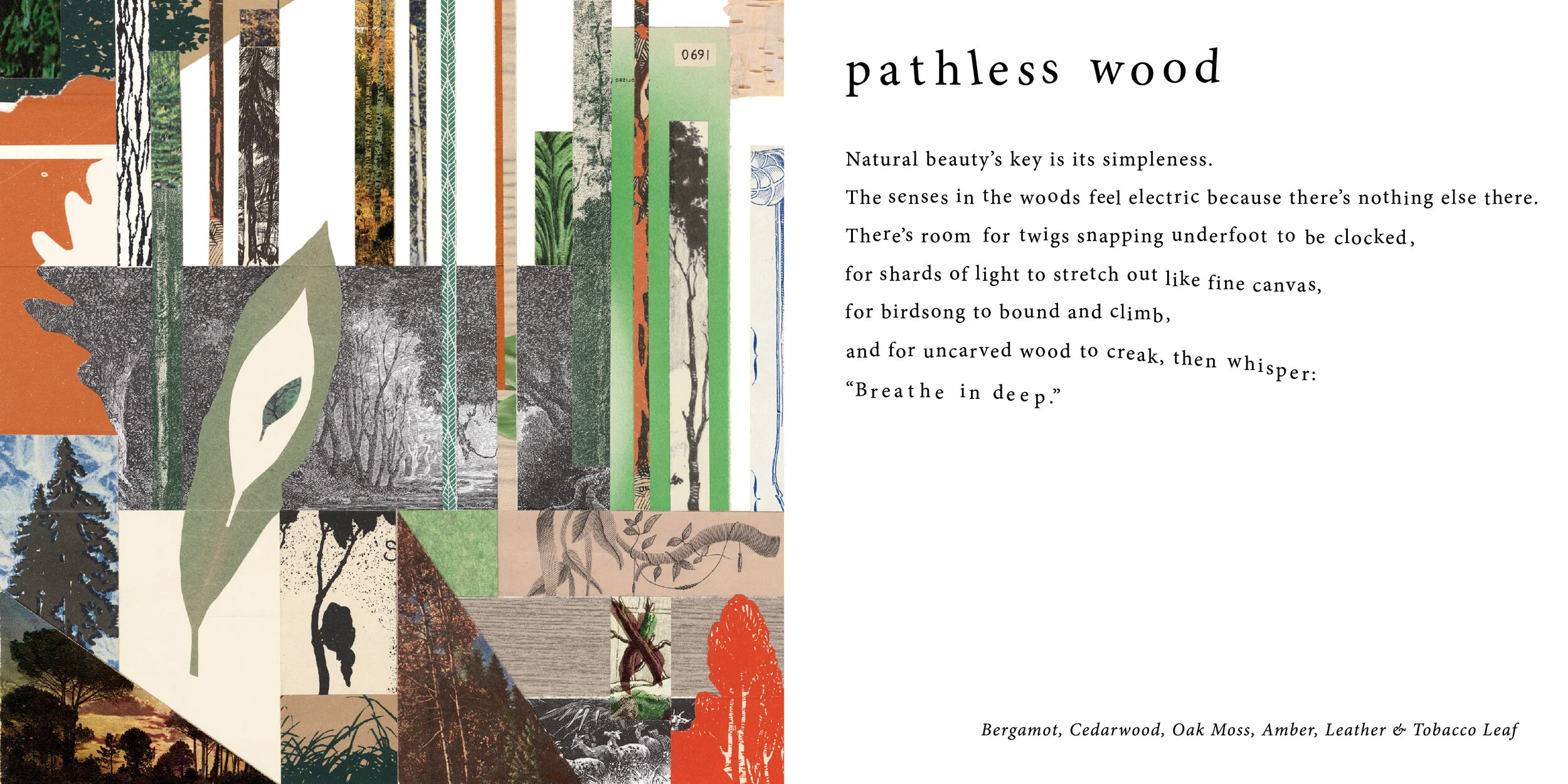 06_Pathless Wood.jpg