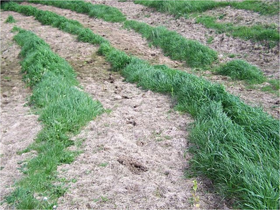 Closer view of sprayed strips