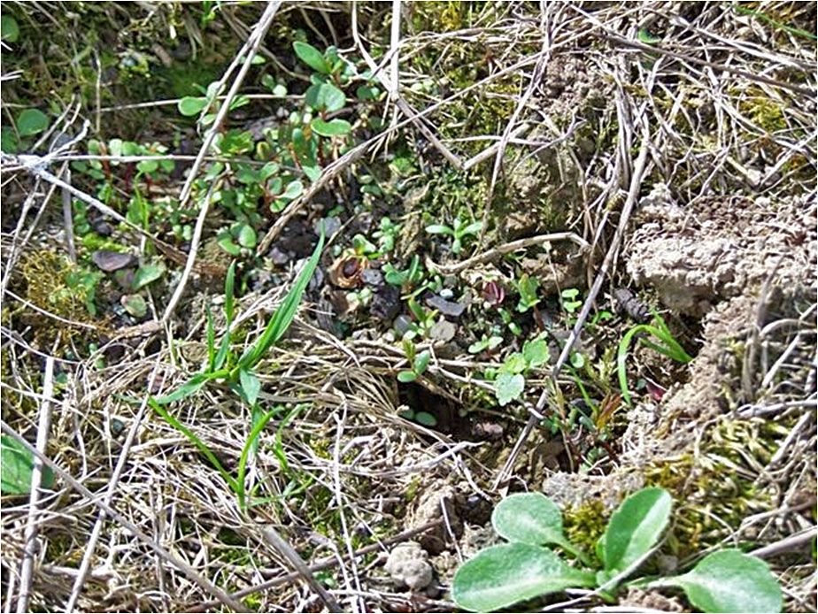 Germinated seedlings 2 months after sowing
