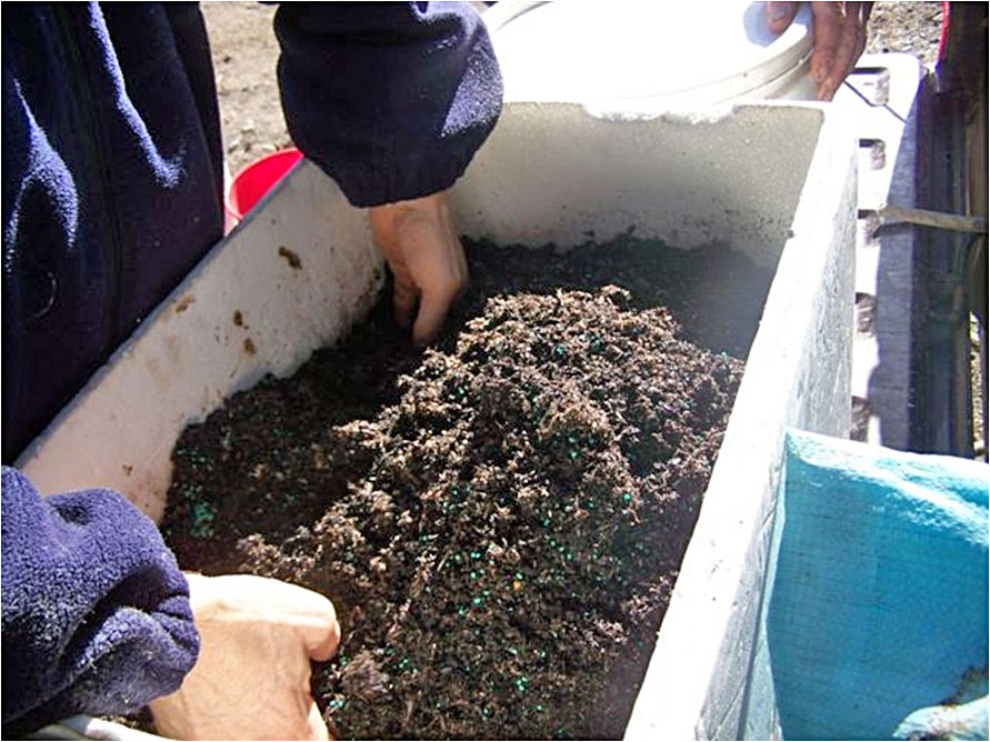 Mixing pre-germinated seed with extra potting mix