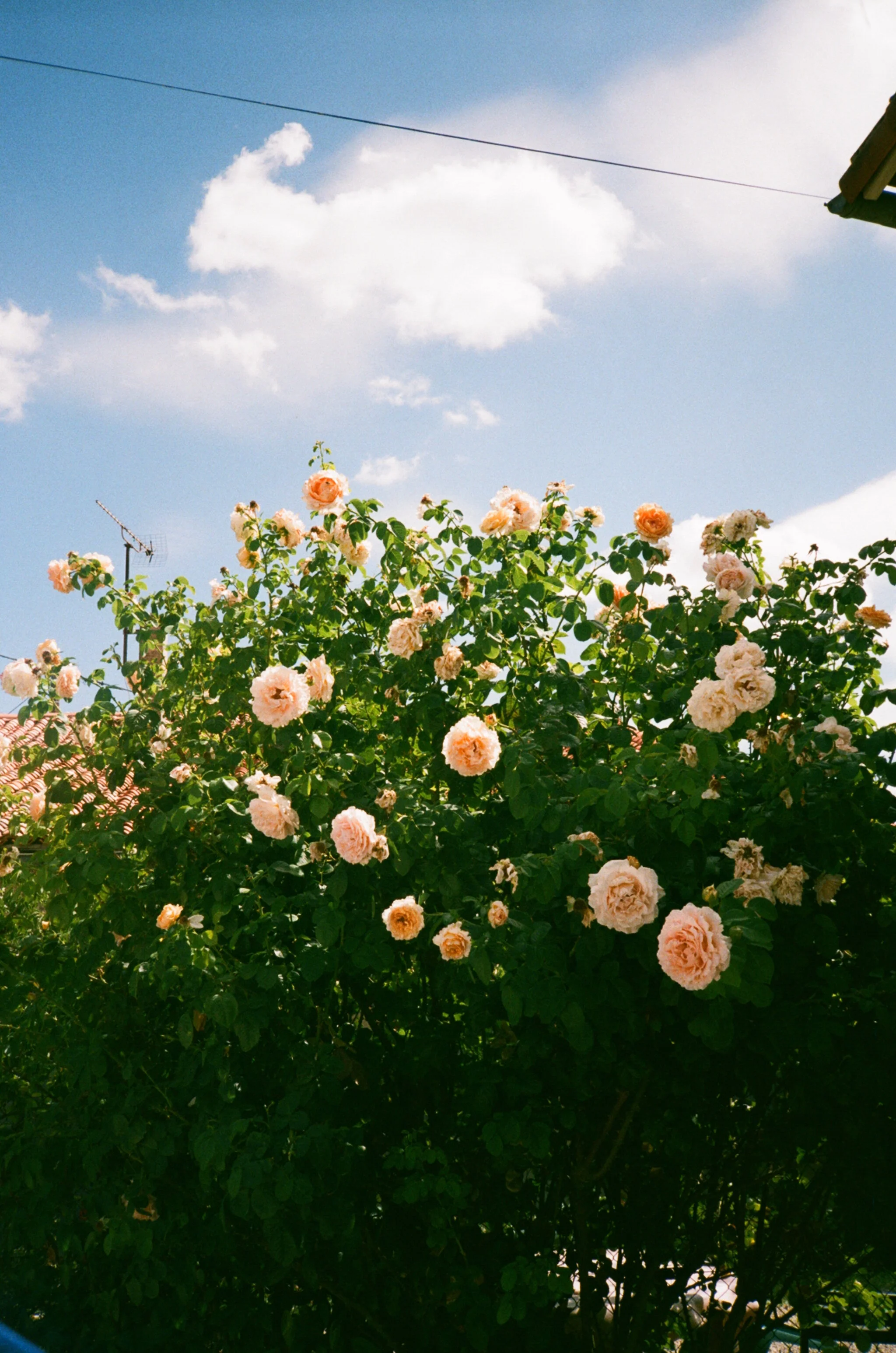 ON HOLIDAYS : summer in France .JPG