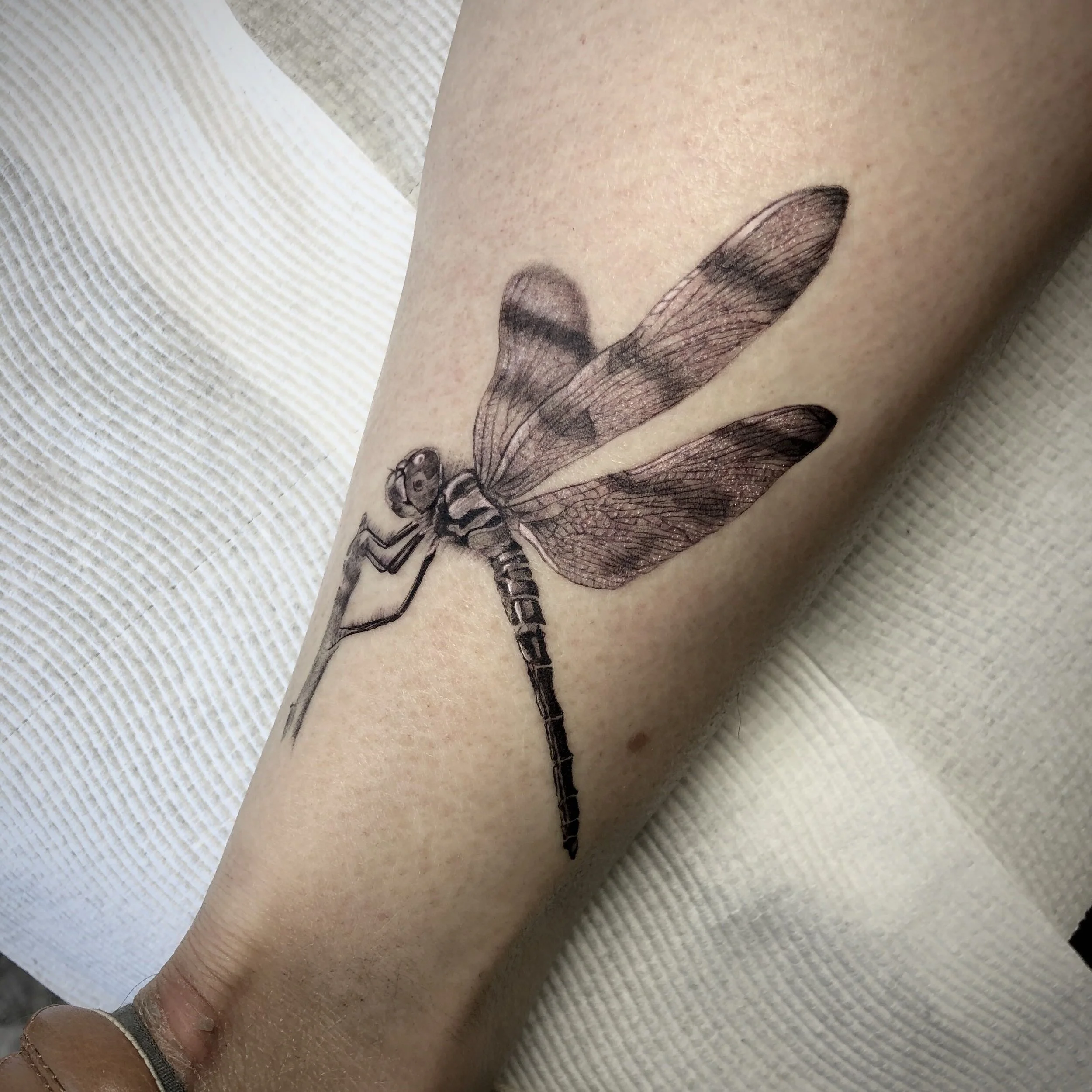 dragonfly.jpg