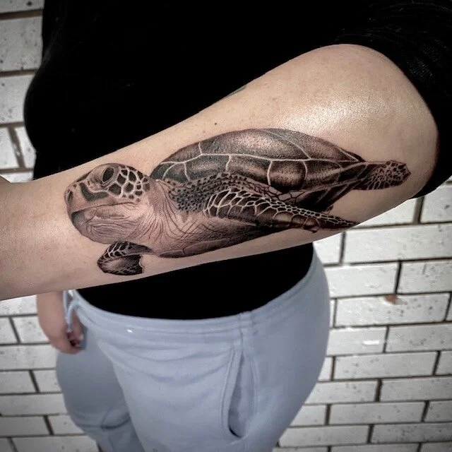 turtle.jpg