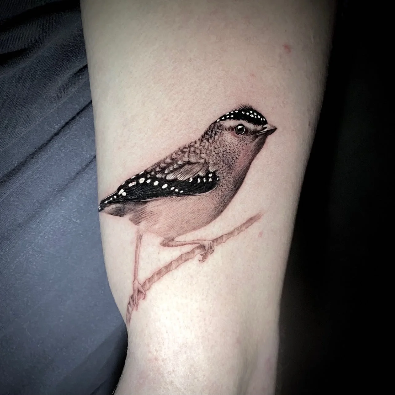 bird.jpg