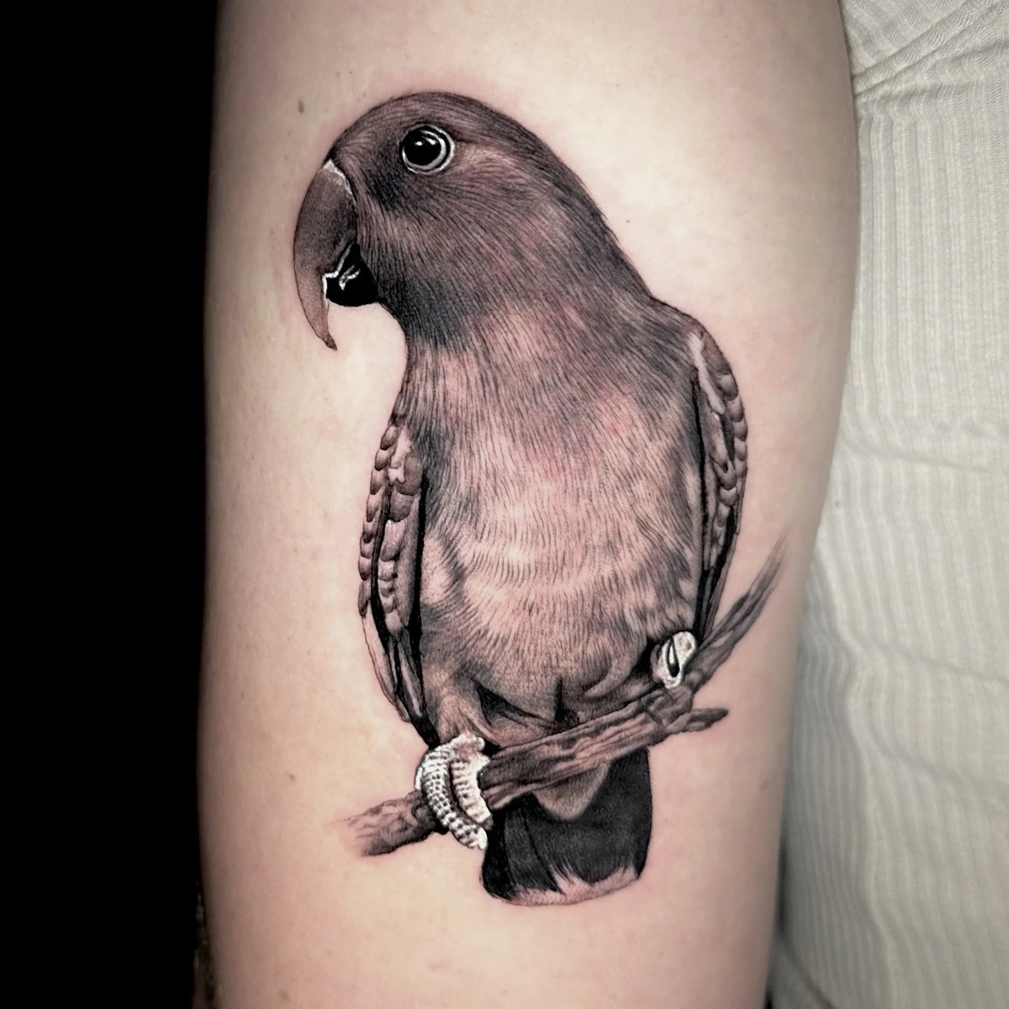 bird.jpg