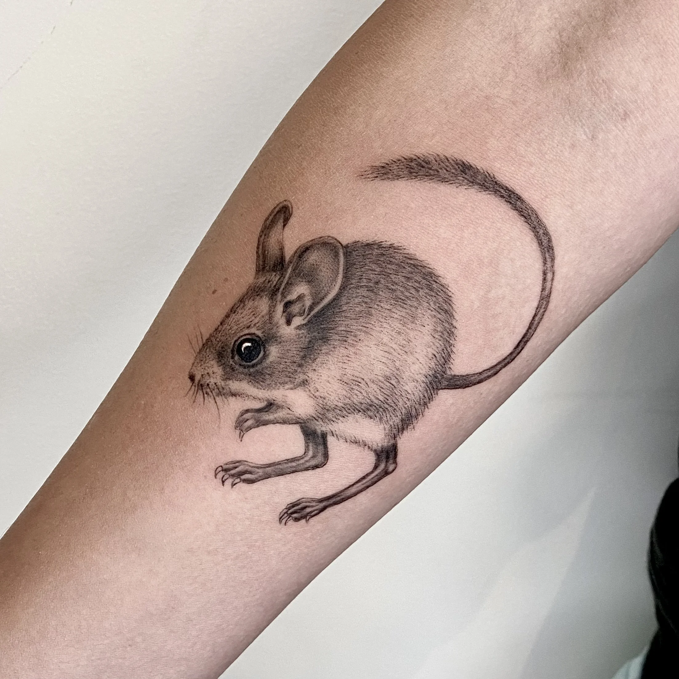 mouse.jpg