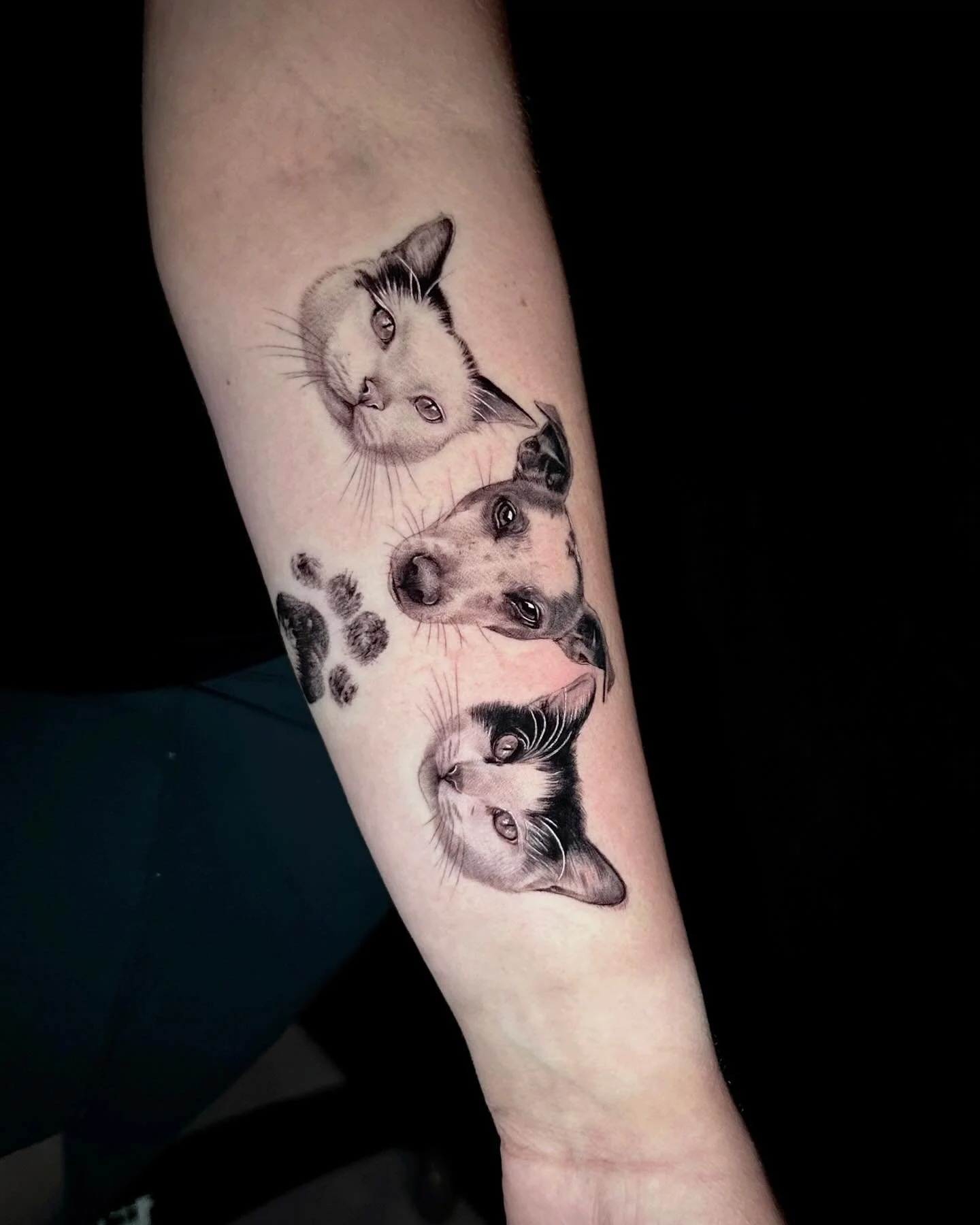 Solid effort from Kaylan a few days back 🐱🐶🐾🐱 
Micro portraits of Winston, Mitch and Annikan with Mitch&rsquo;s paw print underneath him (will add cat&rsquo;s when they join Mitch over the rainbow bridge) 🌈Rest in peace Mitch ❤️