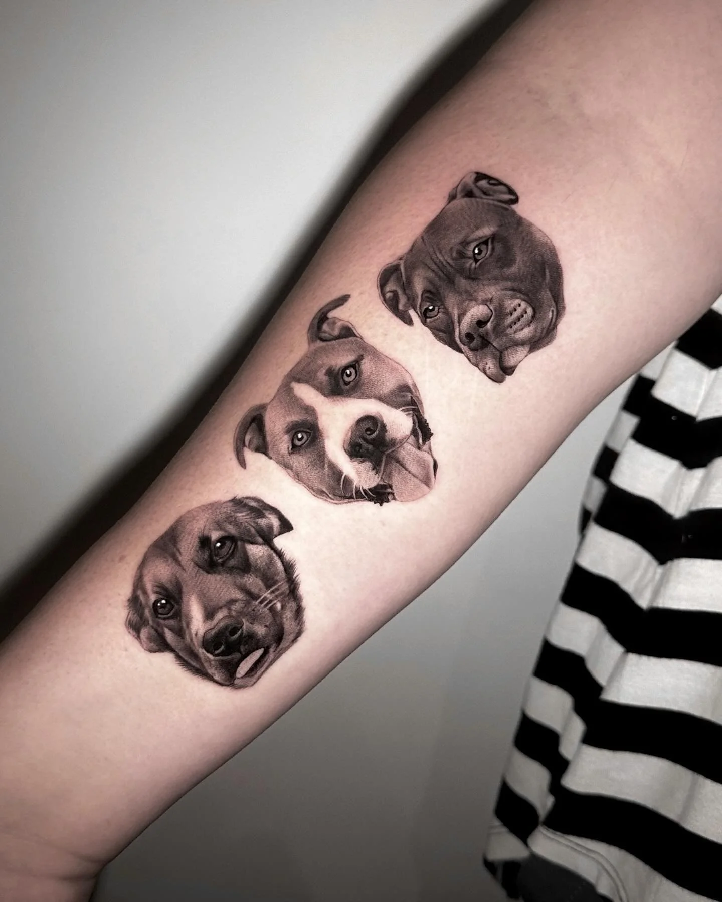 Jack, Ocean &amp; Tonka for @luckeyhicky 🫶🏼 Love doing these micro heads, more please 🙏🏼🐾