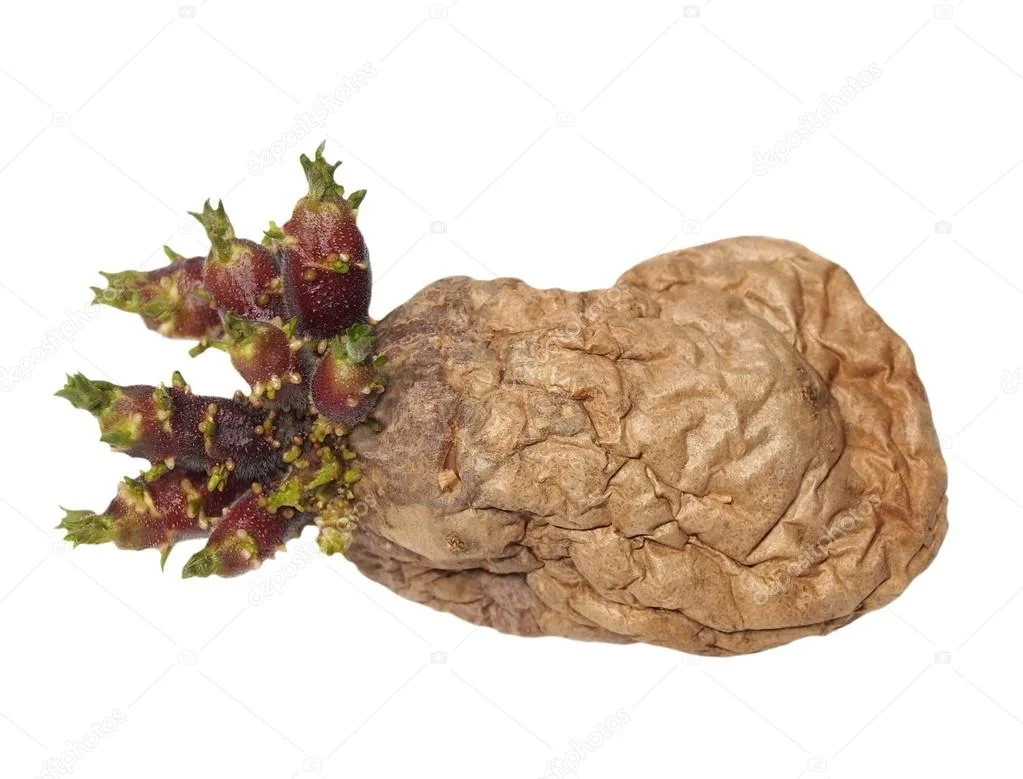 krumli 3. .jpg