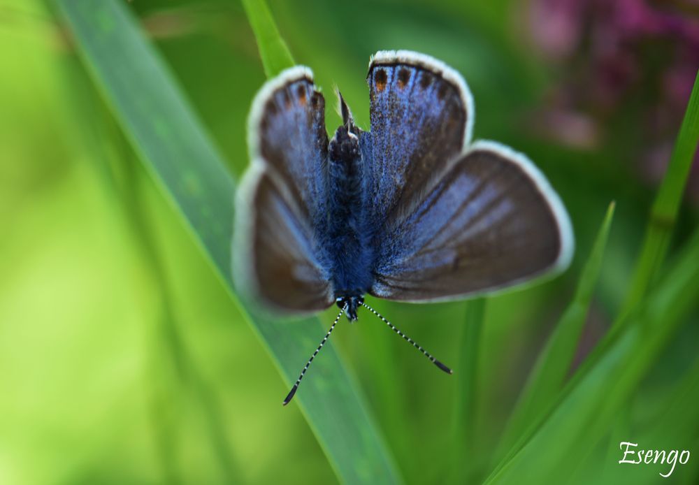 Foto: Elisabet Ravelojaona