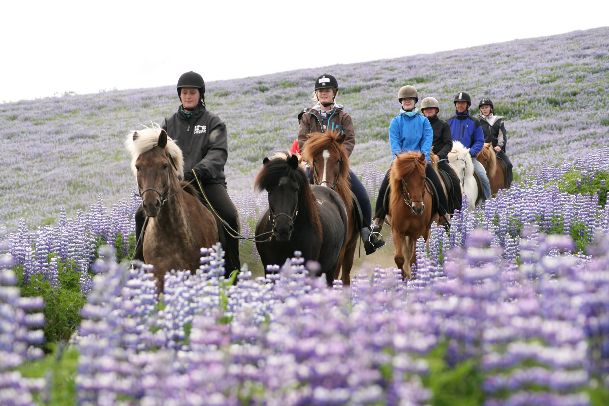 Ishestar Icelandic horse Atlantik DMC Incentive Cruise Conference PCO.jpg