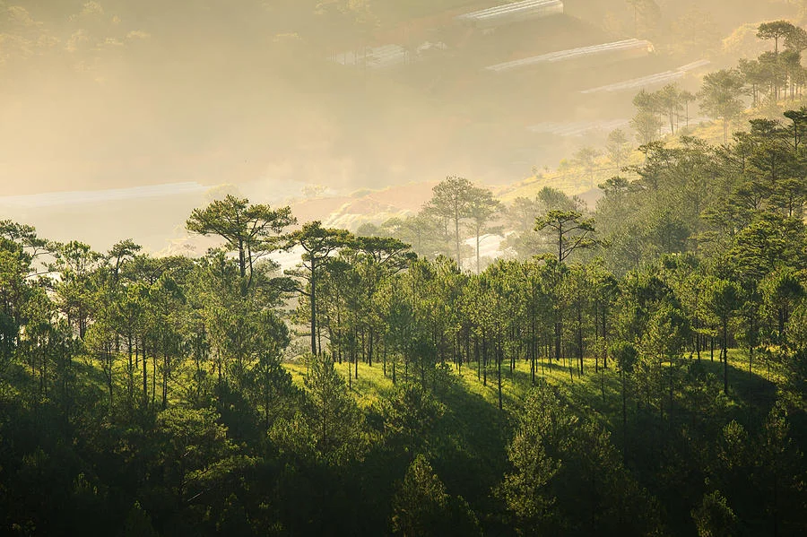 sunrise-in-da-lat-s-forest-duy-do.jpg