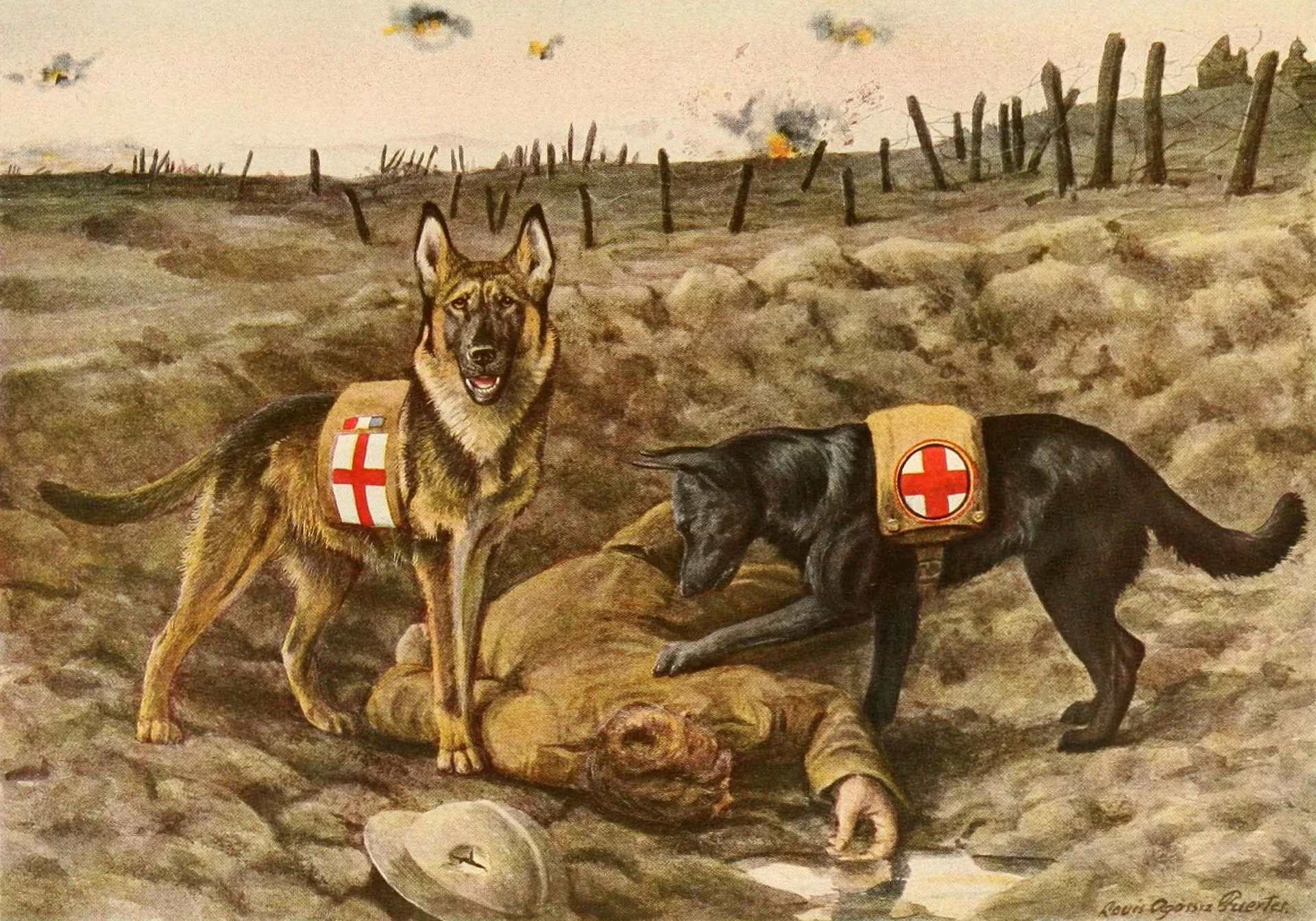 german-shepards-996405_1920.jpg