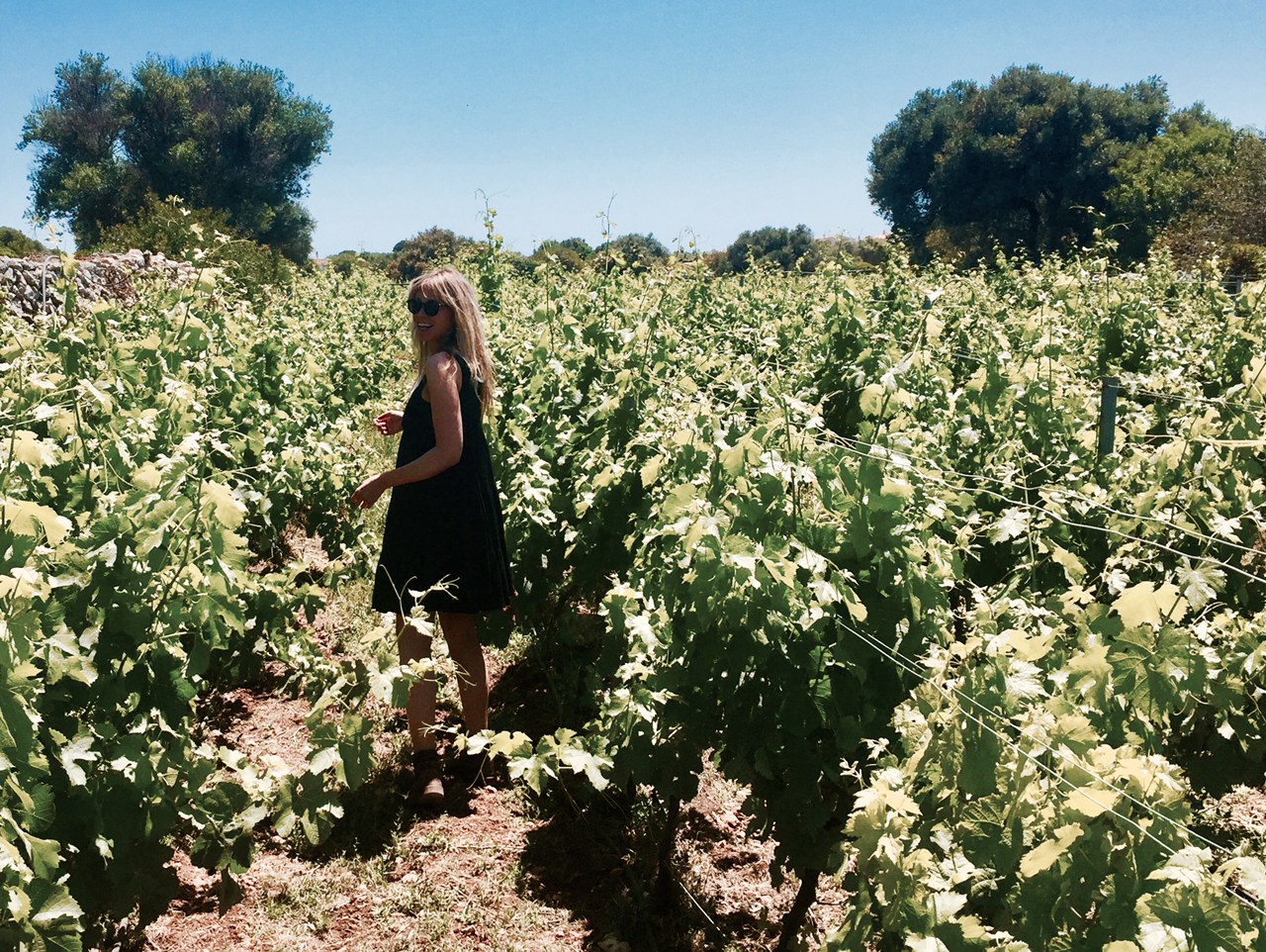The vineyards at Binifadet