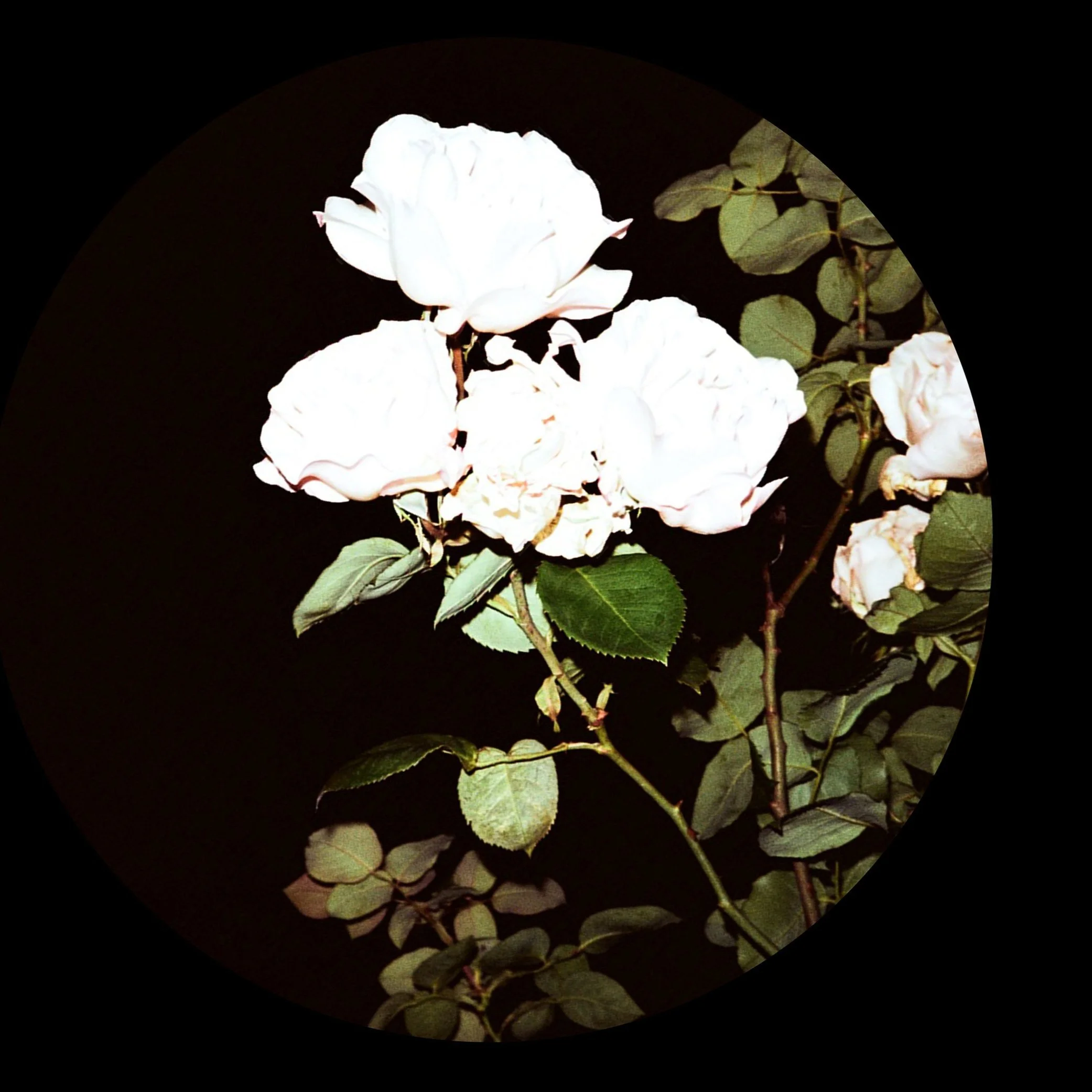  “It's a buy on sight imprint, that plots an always tasteful path” - Dekmantel    