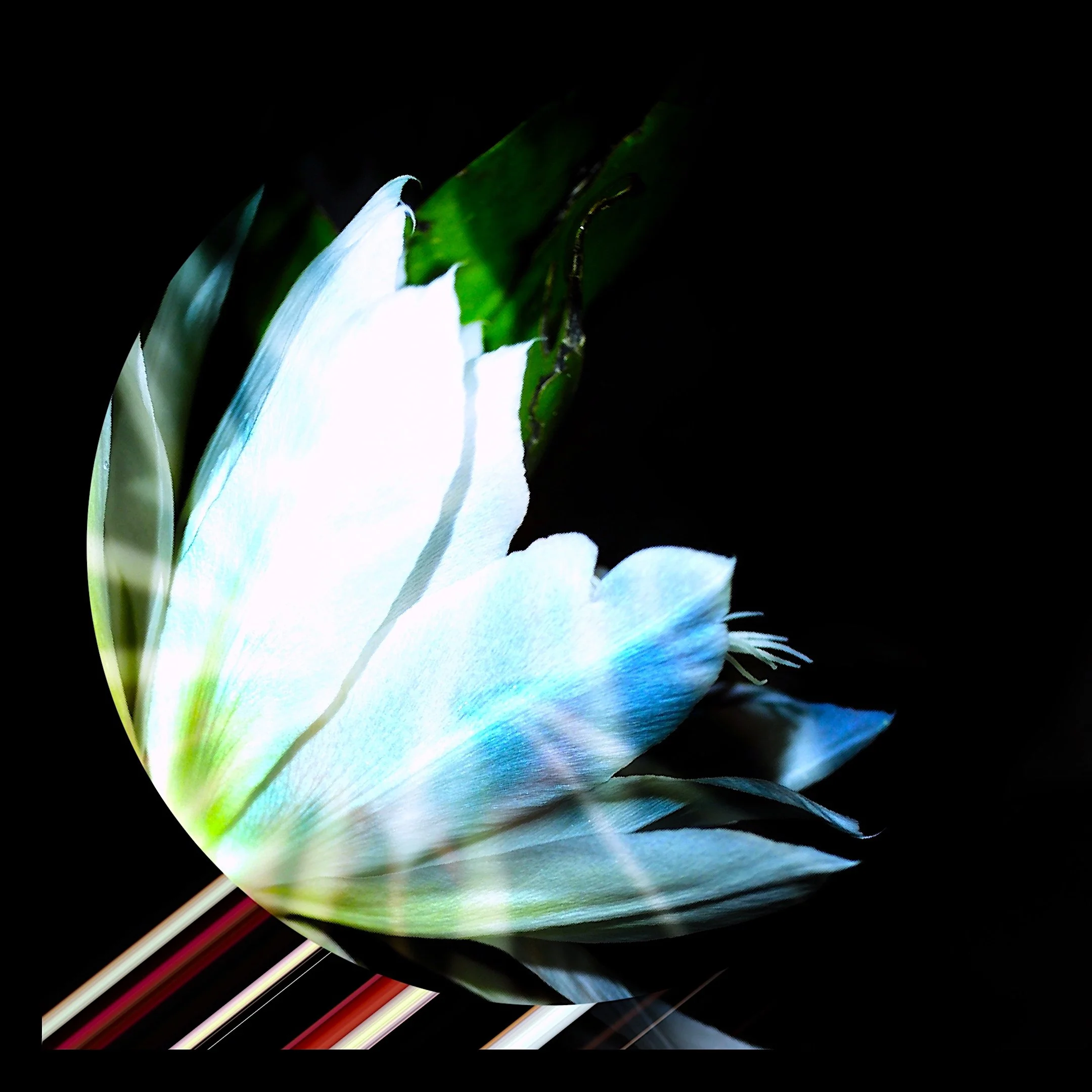 Wordcolour TiHKAL002_Cover.jpeg