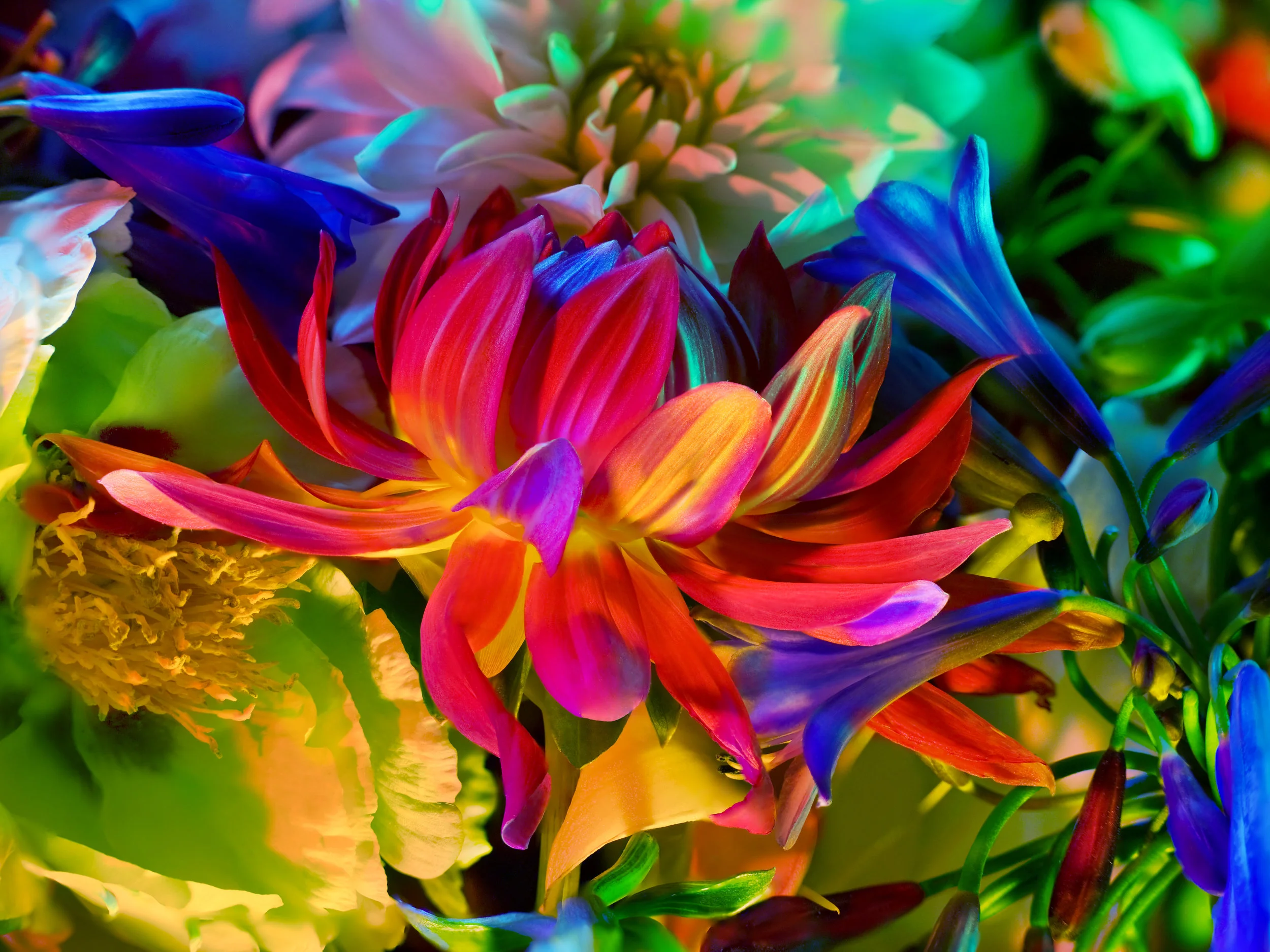 electric_blossom_0363.jpg