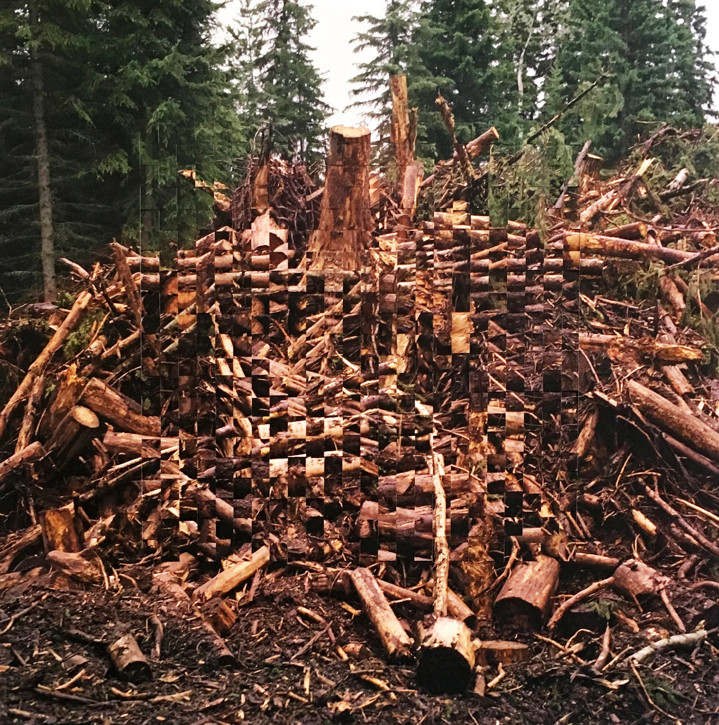  Witness, Trees by Jock McDonald 