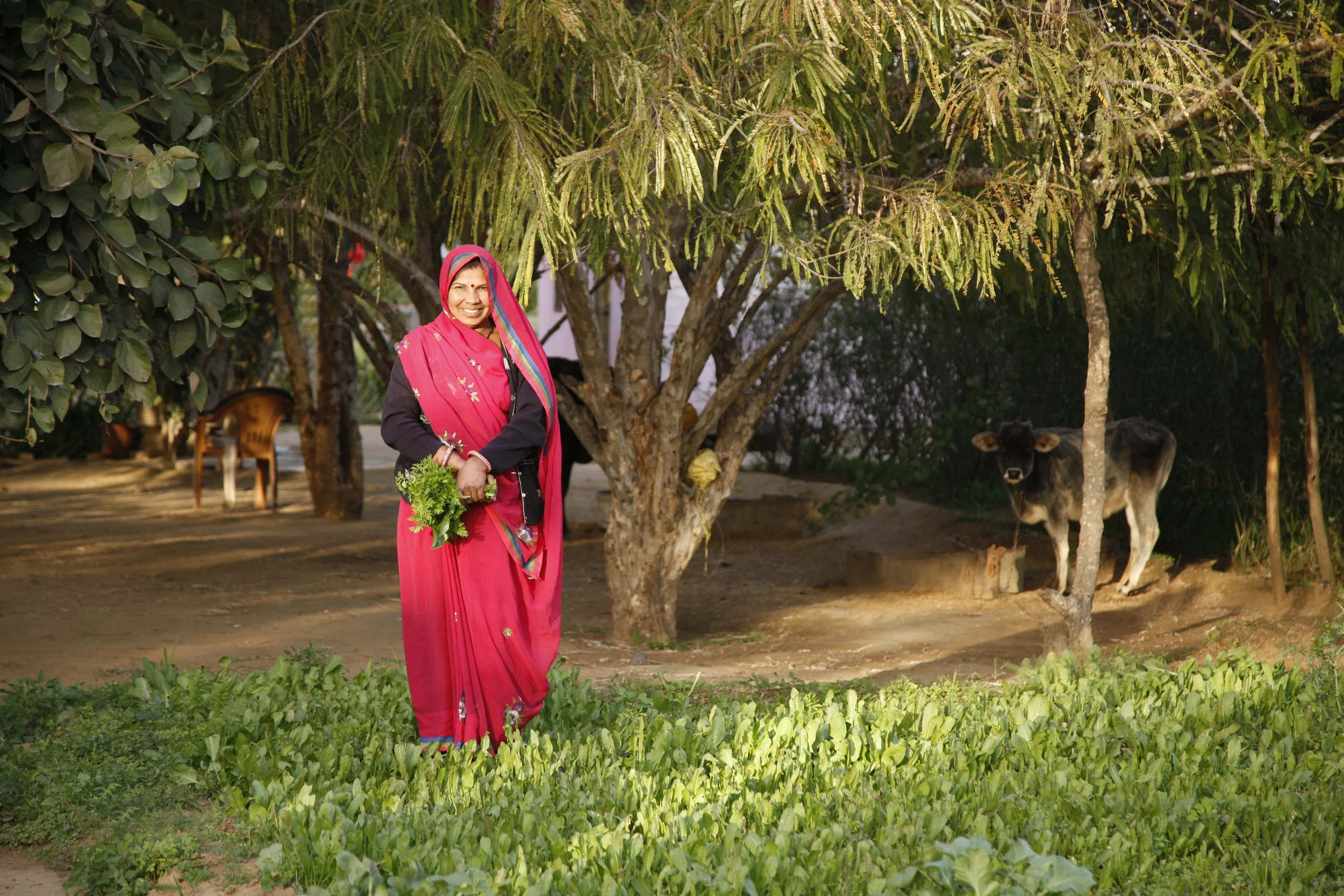  The Dairy Farm by Jock McDonald 