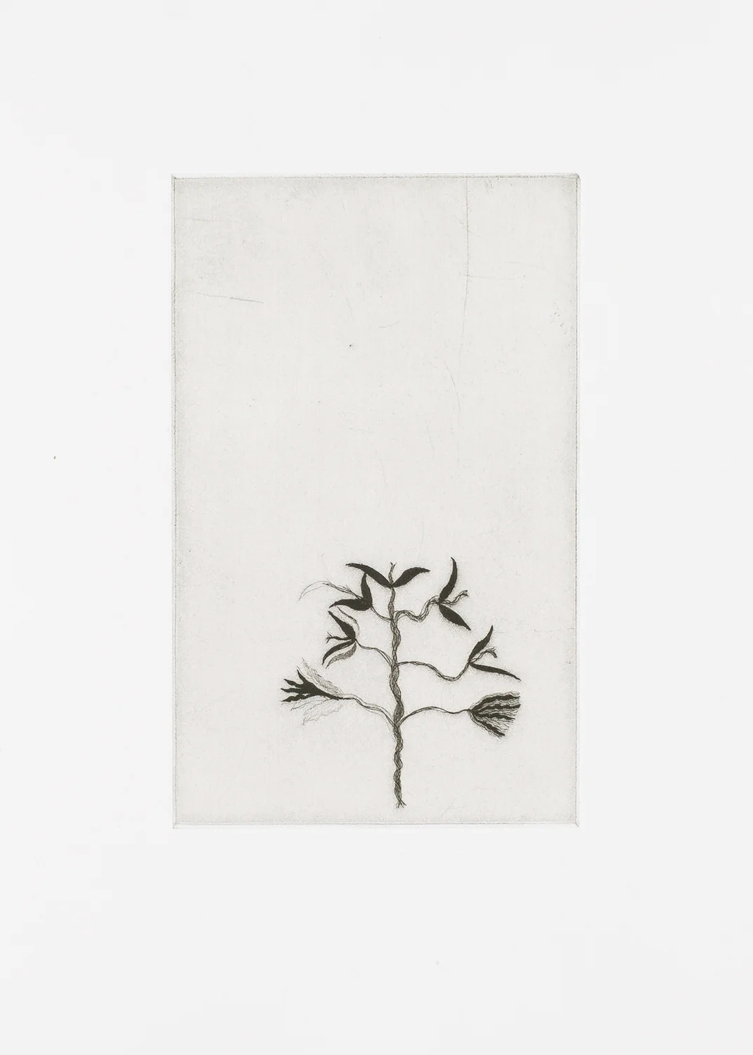 Little Tree. 2007. Etching. 7" x 5"